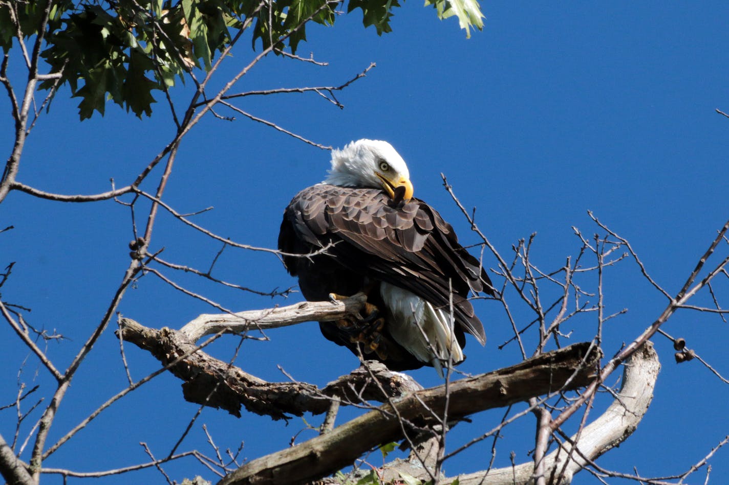 A bald eagle preening while perched on a tree.