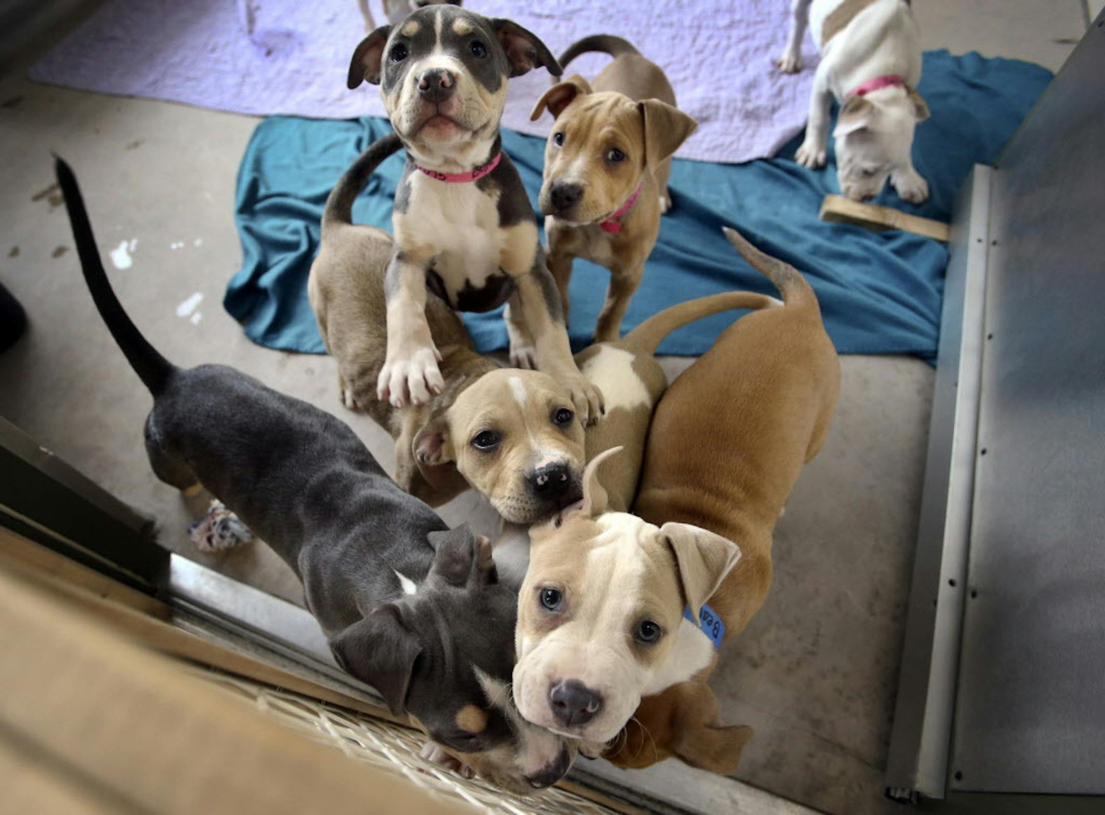 The top dog names of 2016 take after trendy baby names.