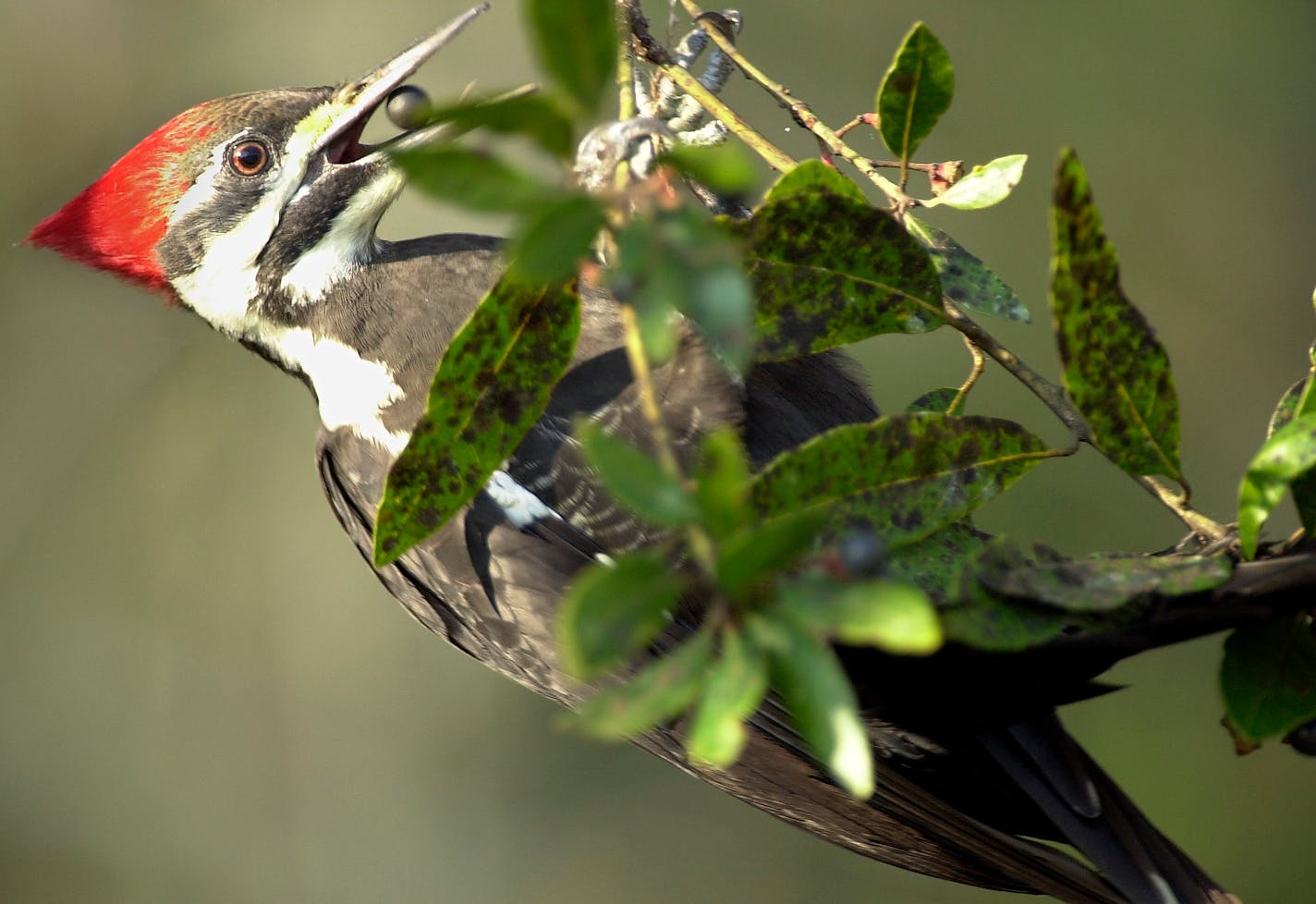 A pileated woodpecker holds a berry.