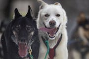 Durant and Splint, Keith Aili's lead dogs, ran along Old Hwy. 61 near Grand Portage, Minn., in the final leg of the John Beargrease sled dog marathon 