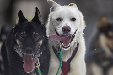 Durant and Splint, Keith Aili's lead dogs, ran along Old Hwy. 61 near Grand Portage, Minn., in the final leg of the John Beargrease sled dog marathon 