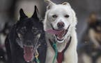 Durant and Splint, Keith Aili's lead dogs, ran along Old Hwy. 61 near Grand Portage, Minn., in the final leg of the John Beargrease sled dog marathon 