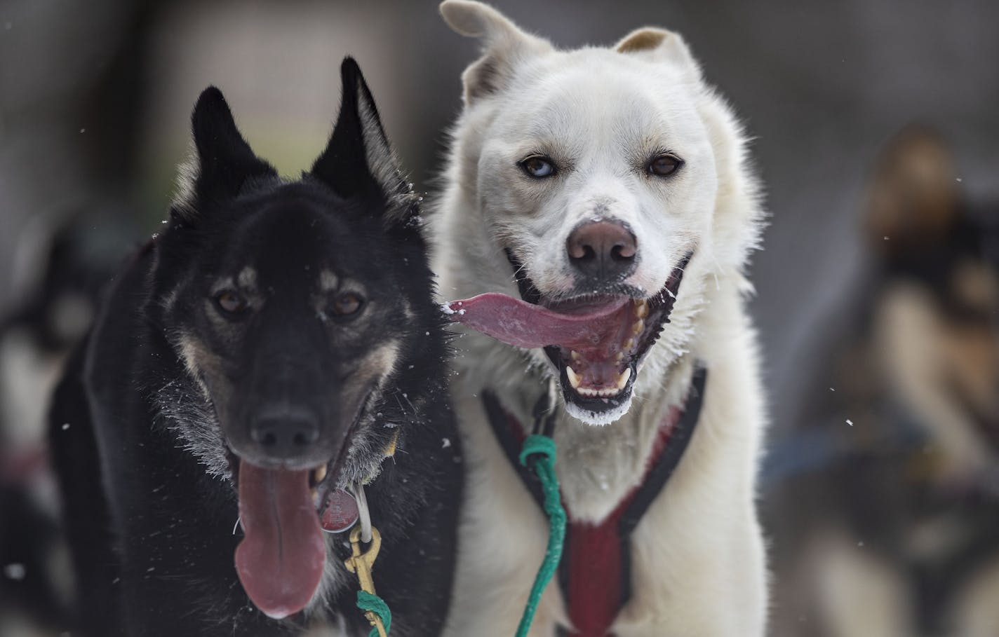 Durant and Splint, Keith Aili's lead dogs, ran along Old Hwy. 61 near Grand Portage, Minn., in the final leg of the John Beargrease sled dog marathon on Tuesday afternoon. Aili came in second in the 300-mile race.