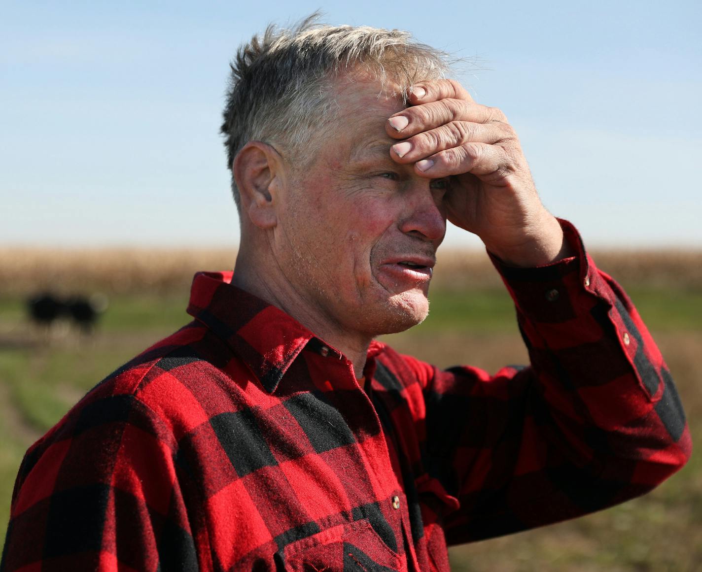 Organic dairy farmer Kevin Stuedemann talked about the difficulties of owning a small operation as he wandered the pasture at his farm. ] ANTHONY SOUFFLE &#xef; anthony.souffle@startribune.com Organic dairy farmer Kevin Stuedemann gave a tour of his operation with about 70 milking cows and his 100-acre farm Wednesday, Oct. 25, 2017 in Belle Plaine, Minn. Stuedemann almost lost his farm a couple years ago because of the weak agricultural economy and had to take an off-farm job with a moving compa