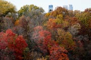 Trees along the Mississippi River in Minneapolis, October 2022.