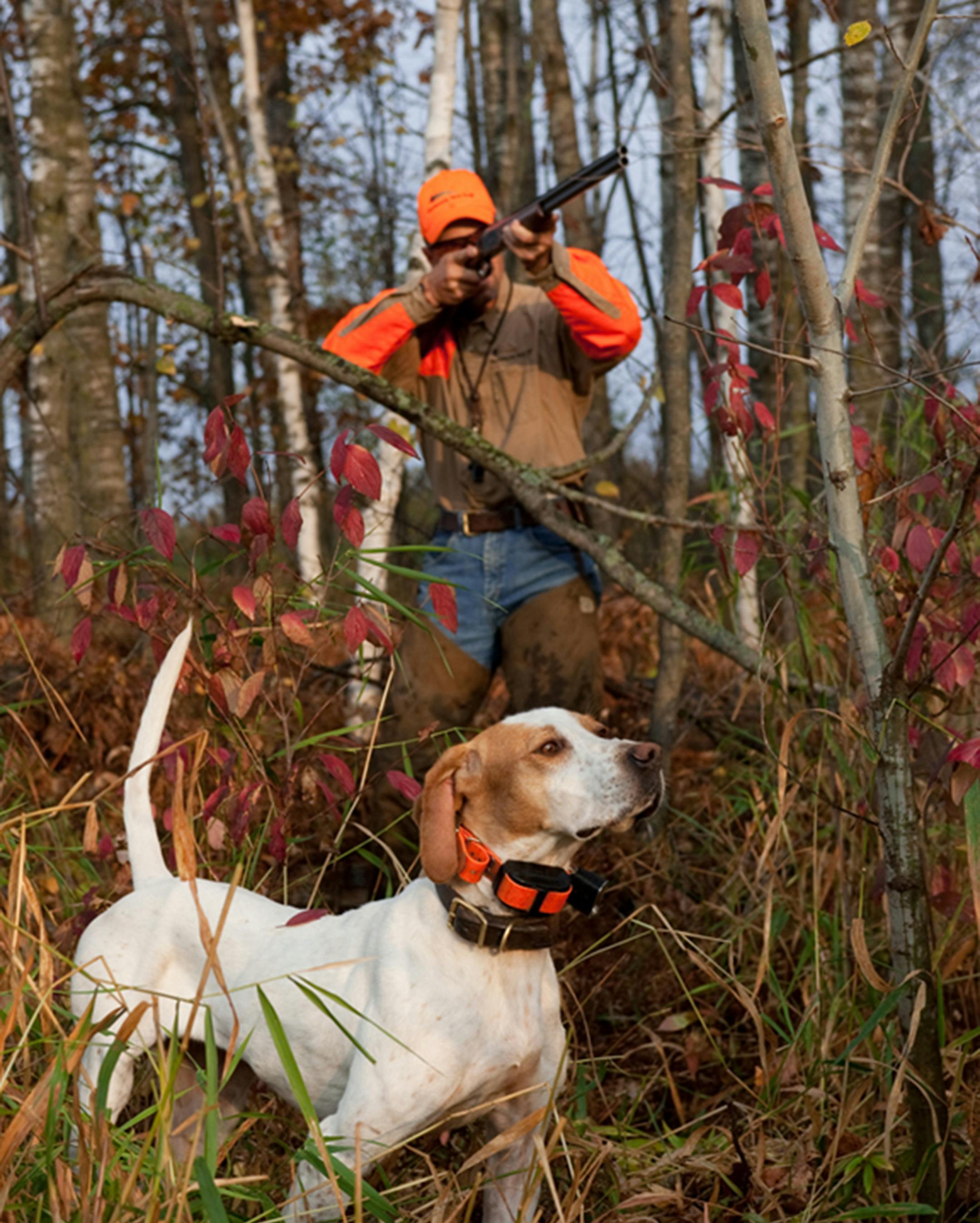 At four years of age, Prancer, a pointer female, is a mature, experienced, fully trained dog. She's wearing an e-collar.