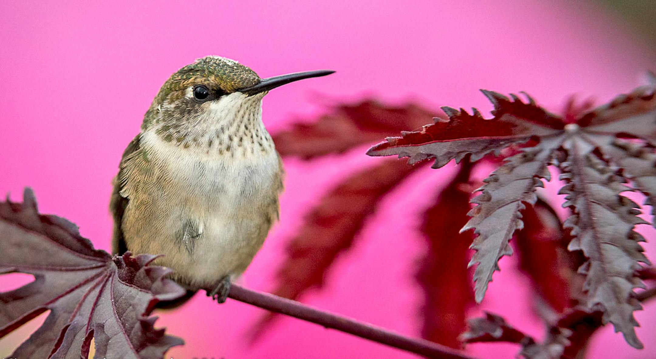 Longfellow Gardens, with its varied perennials and annuals attract Hummingbird. Photo by Joe Fierst