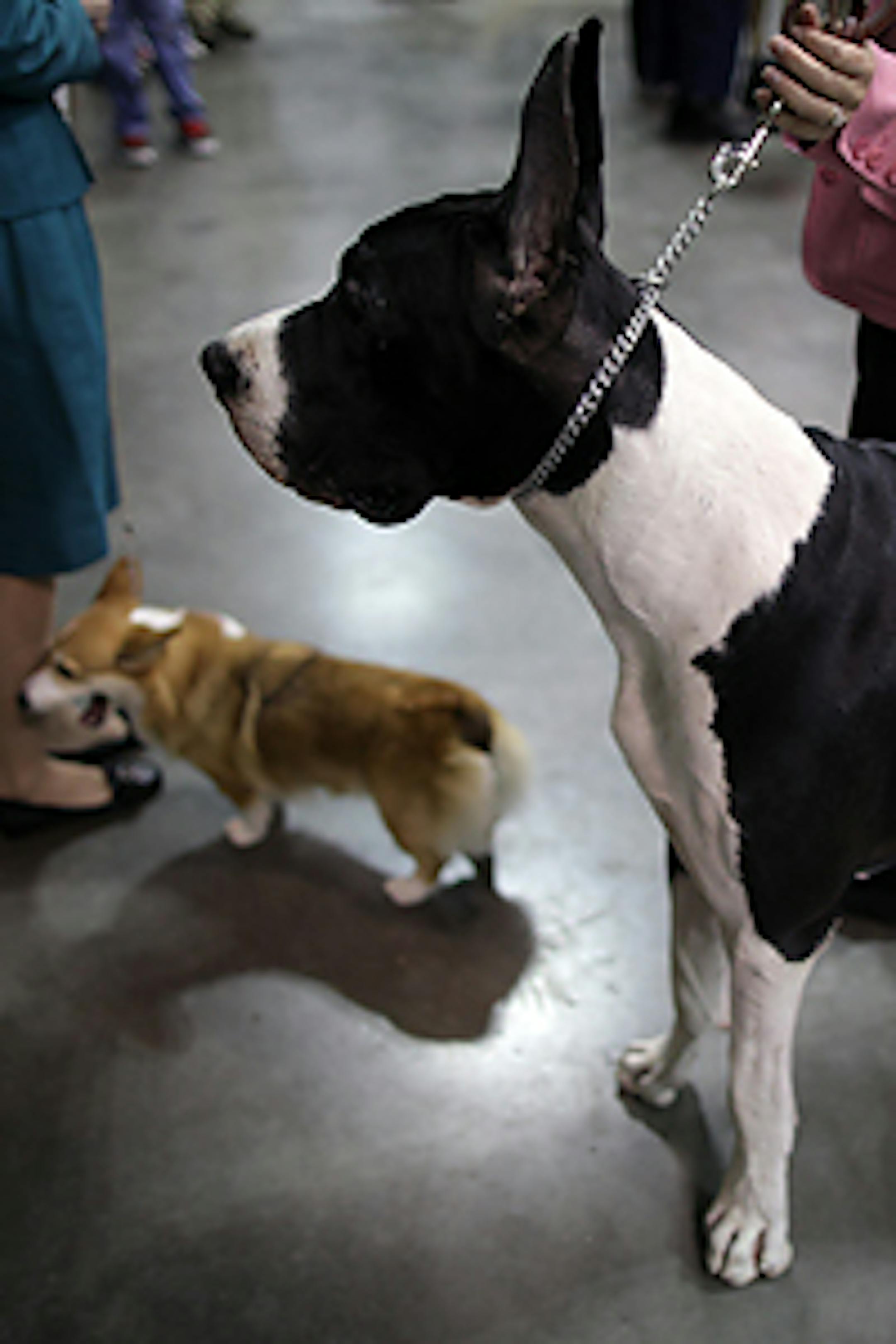 The 2010 Land O' Lakes Kennel Club Dog Show