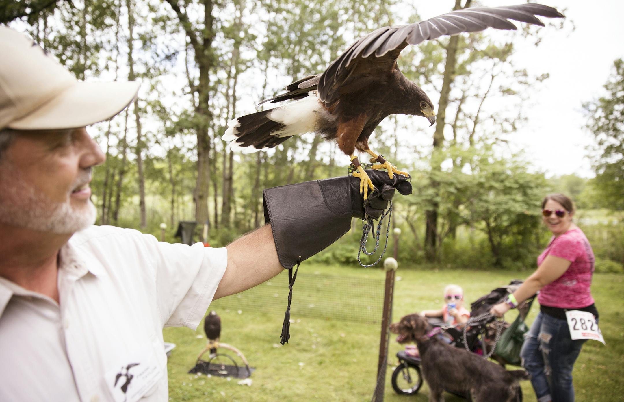 Frank Taylor of the Minnesota Falconers Association shows off Elby, a three-year-old Harris' hawk, at the Game Fair in Ramsey on Friday, August 7, 2015. ] LEILA NAVIDI leila.navidi@startribune.com /
