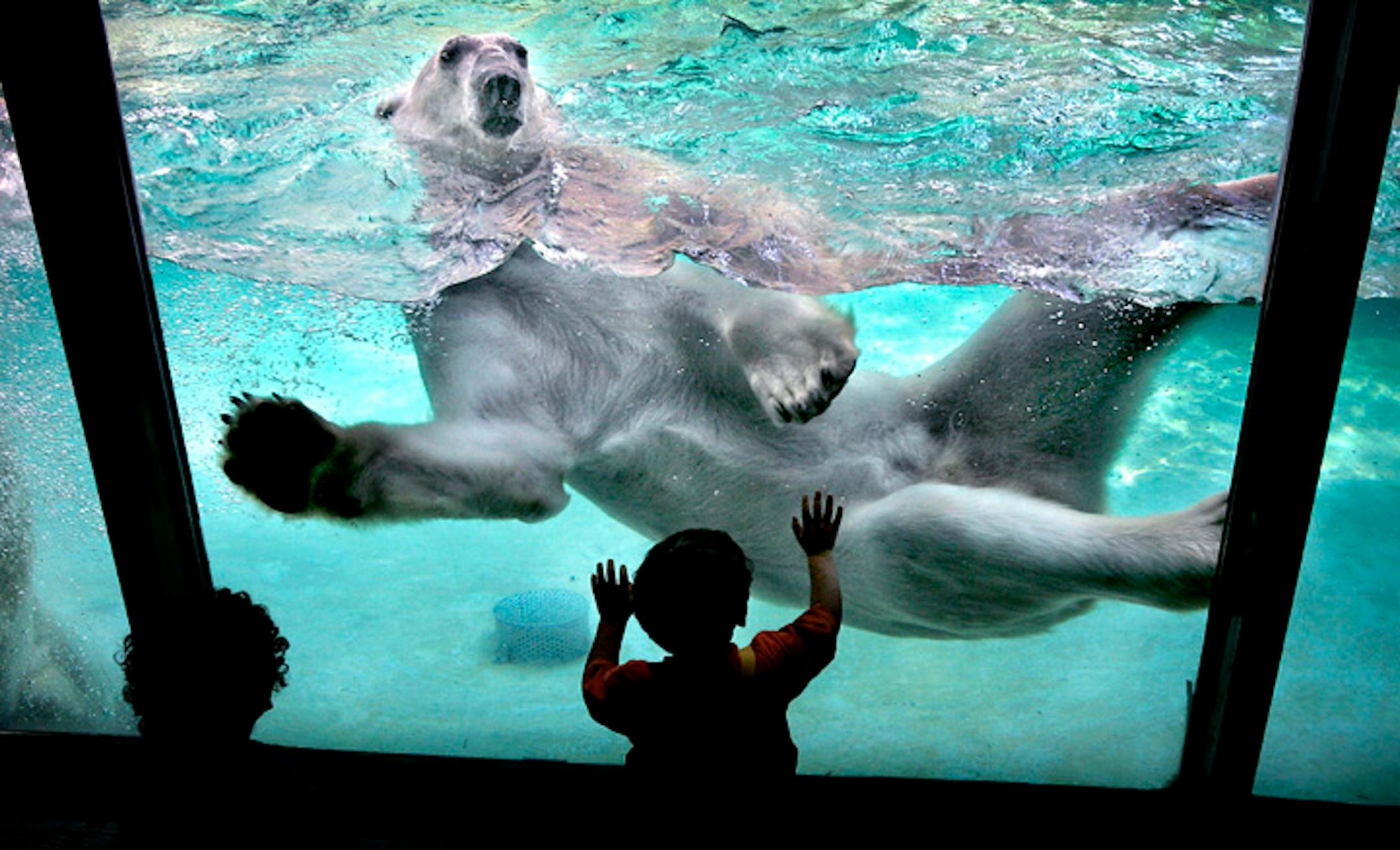 Buzz, a 12-year-old polar bear, at the Como Zoo