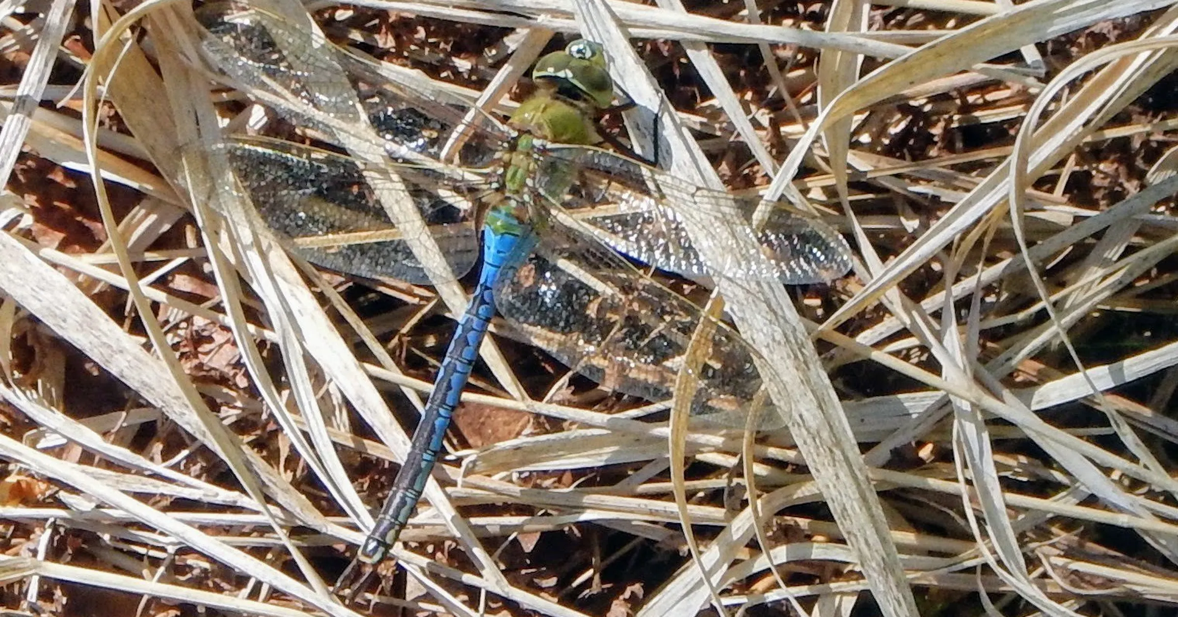 Dragonflies are migrating south right now. And raptors are chasing them.