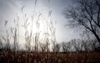 KYNDELL HARKNESS &#xef; kharkness@startribune.com Native grasses along with a small sprinkling of barren trees covered the landscape at Bruce Vento Na