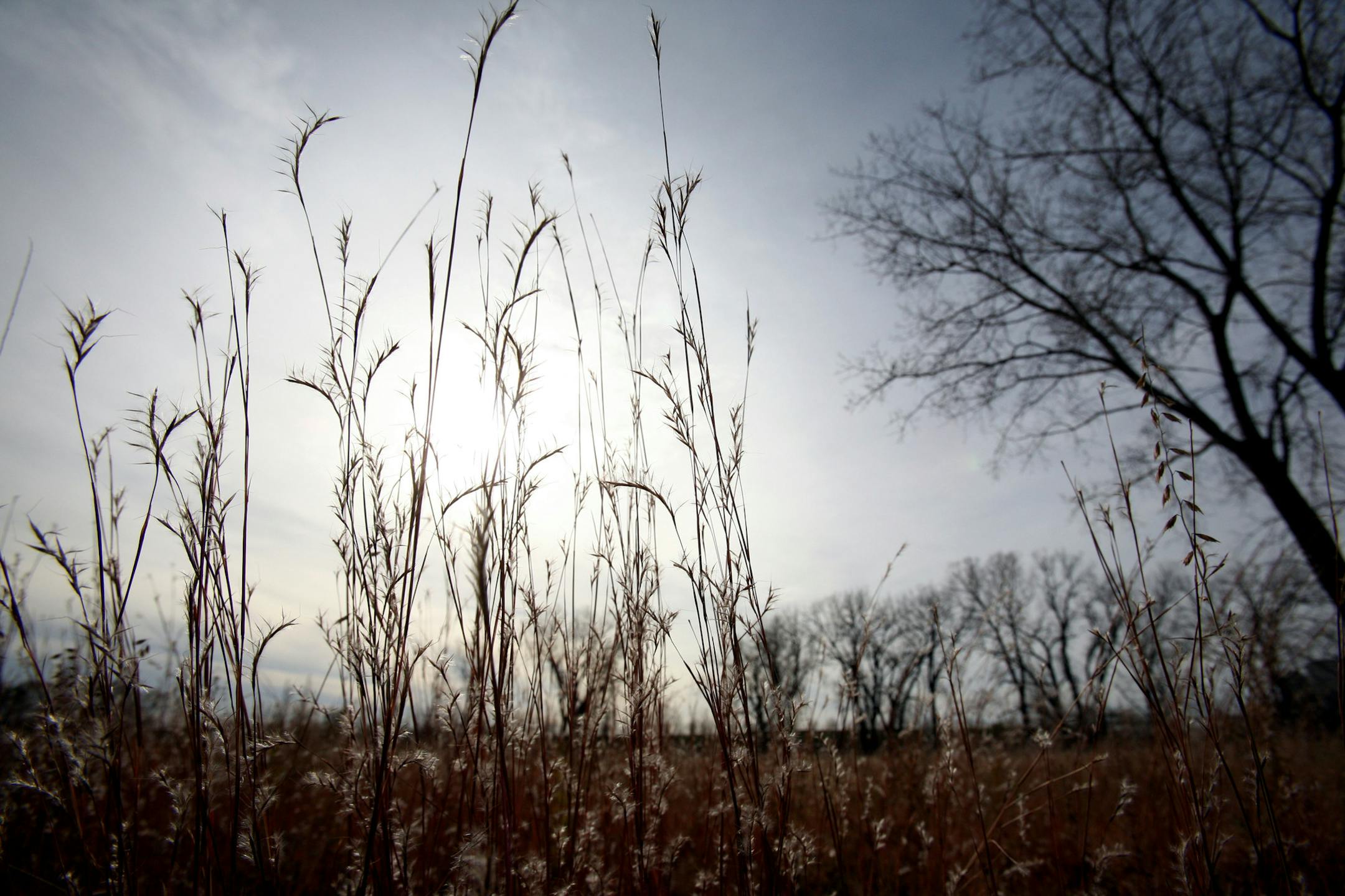 KYNDELL HARKNESS &#xef; kharkness@startribune.com Native grasses along with a small sprinkling of barren trees covered the landscape at Bruce Vento Nature Sanctuary in St. Paul. This sanctuary continued restoration into a natural habitat is one of three projects on St. Paul&#xed;s East Side are vying against projects in 10 other cities in HGTV&#xed;s &#xec;Change the World, Start at Home&#xee; contest that&#xed;s underway. People are asked to vote for the most deserving city on the HGTV website,
