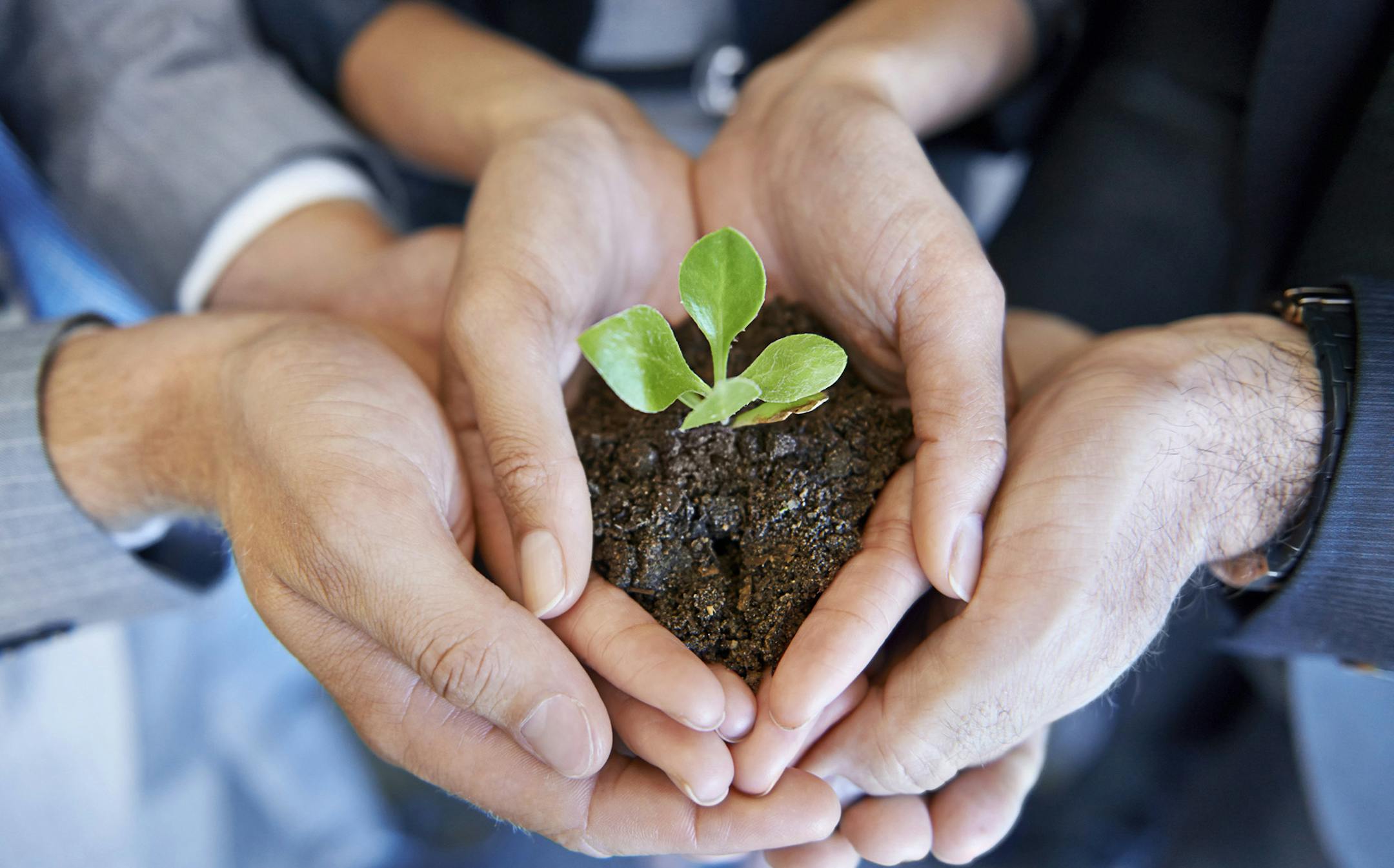 A young plant being held by two business professionals