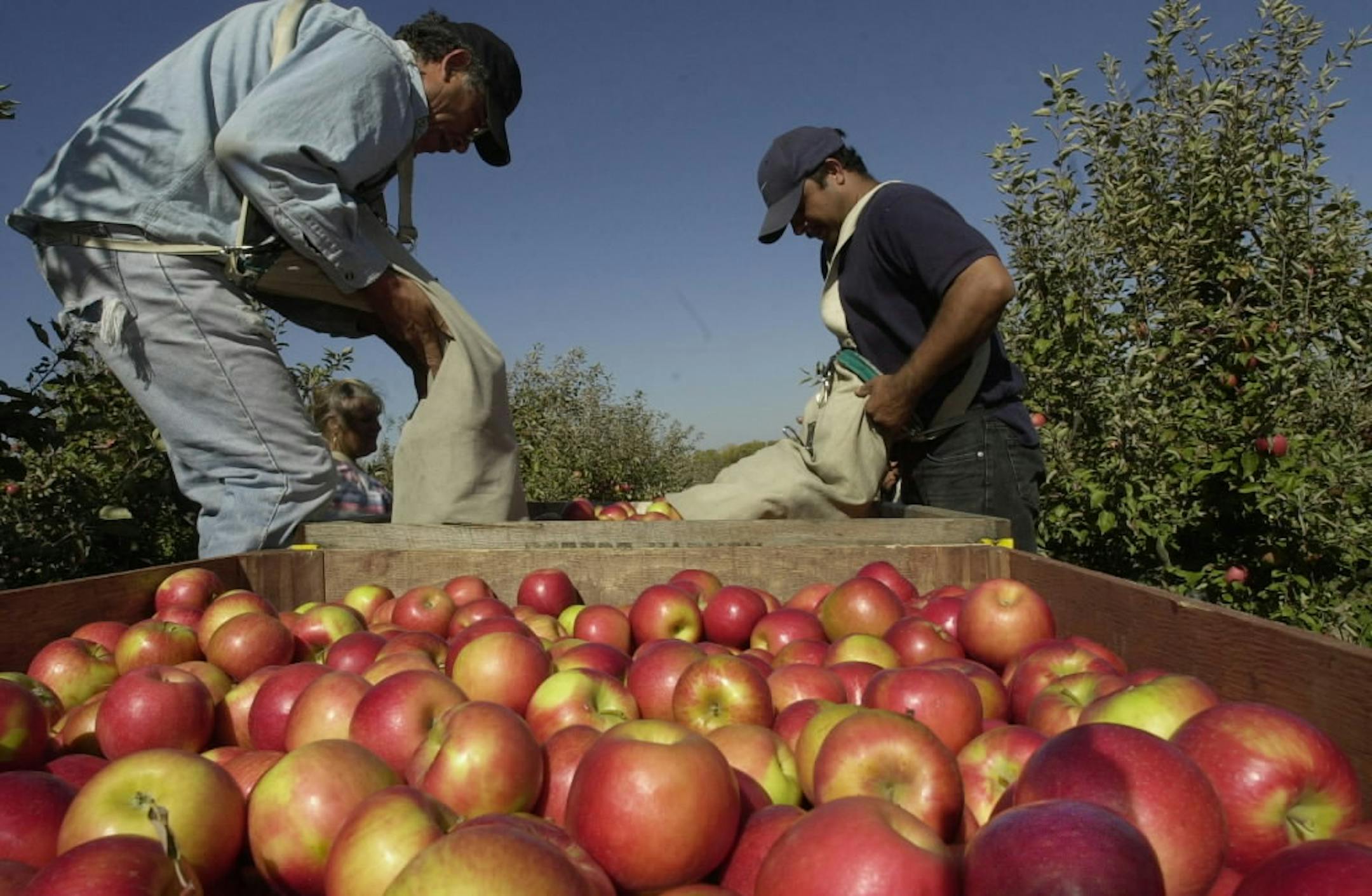 Keep picking garden vegetables and fruits as they ripen and bring them to a food shelf near you. And if you're willing to help rescue vegetables, volunteer at www.2harvest.org.