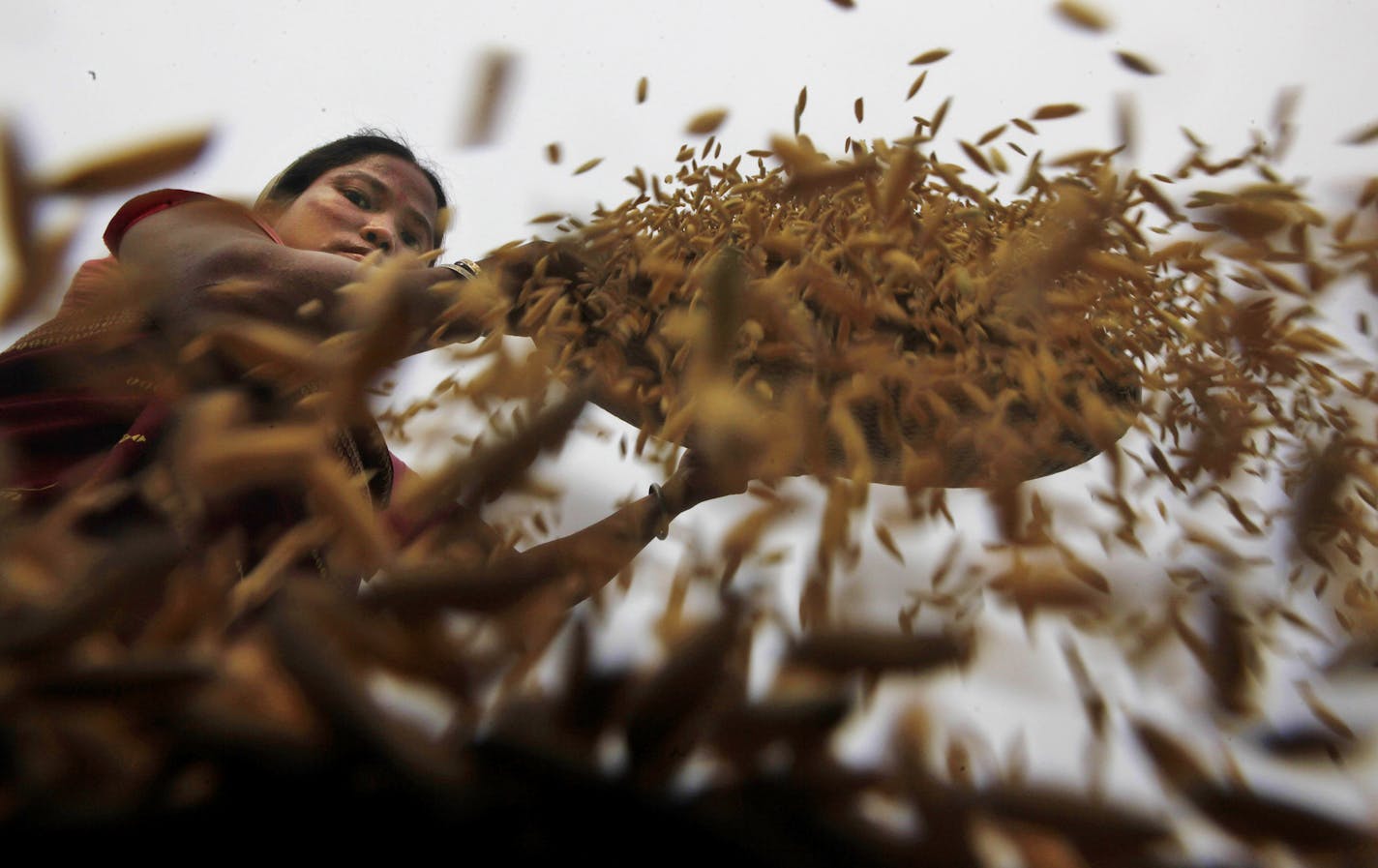 in this Tuesday, May 29, 2012 photo, an Indian woman dries paddy after harvesting at Burha Mayong village, near Gauhati, India. India plans to export up to 7 million tons of rice this year and a similar amount in the next fiscal year, according to government figures. (AP Photo/Anupam Nath)