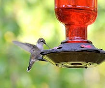 Even feisty hummingbirds can be chased away from feeders. Photo by Jim Williams