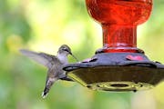 Even feisty hummingbirds can be chased away from feeders. Photo by Jim Williams