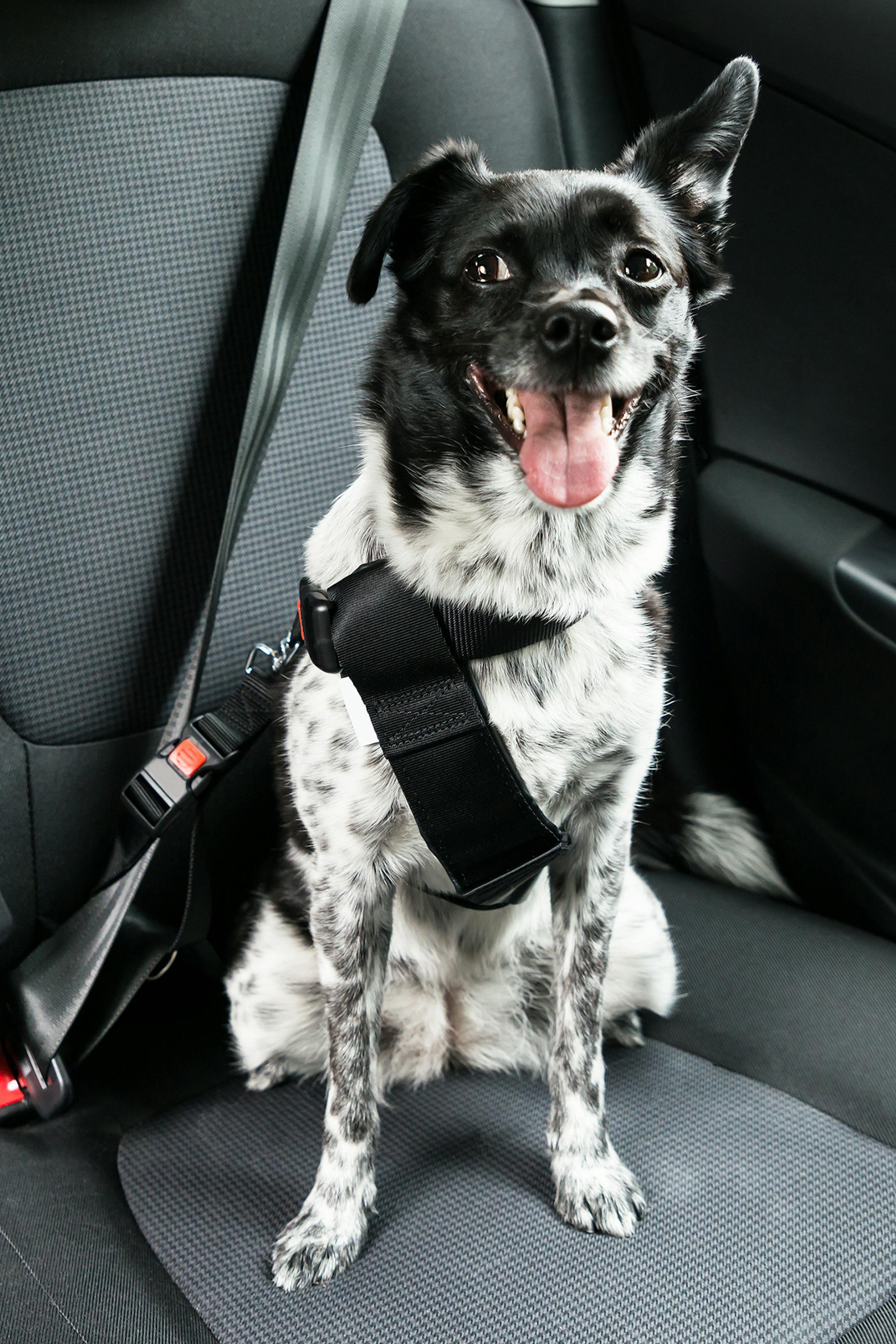 While most dogs would prefer to hang their head out the window, it is important to secure them safely.