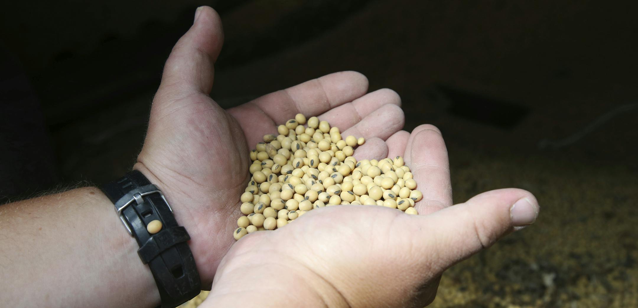 In this July 18, 2018 photo, soybean farmer Michael Petefish holds soybeans from last season's crop at his farm near Claremont in southern Minnesota. American farmers have put the brakes on unnecessary spending as the U.S.-China trade war escalates, hoping the two countries work out their differences before the full impact of China's retaliatory tariffs hits American soybean and pork producers. (AP Photo/Jim Mone)