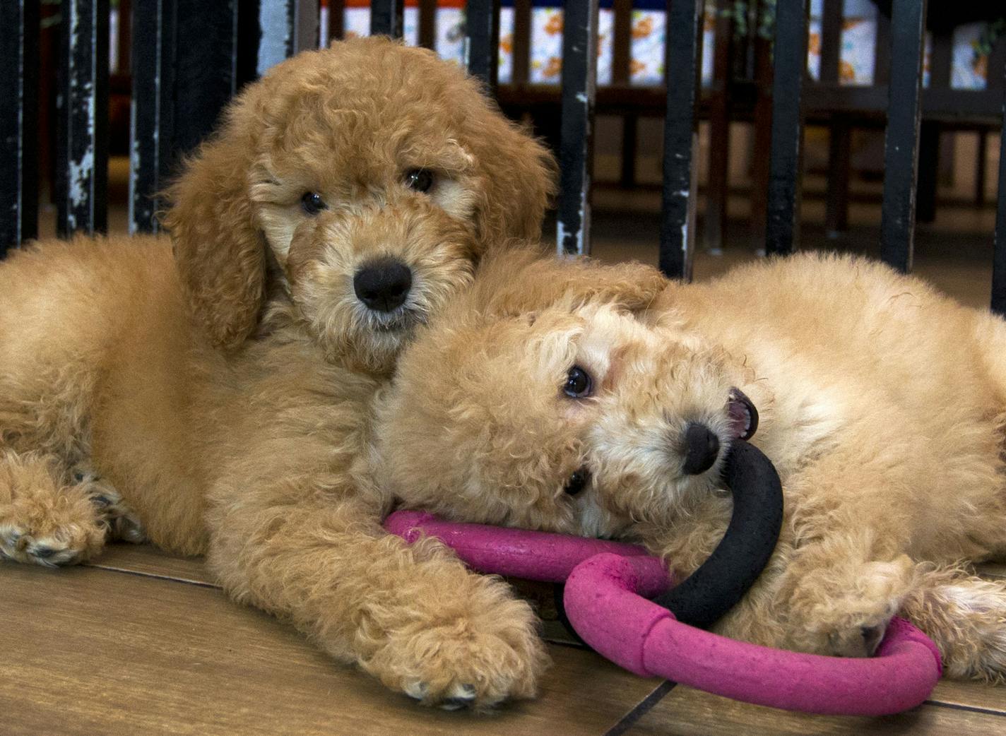 FILE - In this Monday, Aug. 26, 2019 file photo, Puppies play in a cage at a pet store in Columbia, Md. A federal judge on Friday, Feb. 7, 2020 threw out a lawsuit that challenged Maryland&#x2019;s newly enacted ban on the sale of dogs and cats by retail pet stores, a statute billed as a check against unlicensed and unsanitary "puppy mills." (AP Photo/Jose Luis Magana, File) ORG XMIT: MERf9ced0cb44749b32e90ac048d8cf9