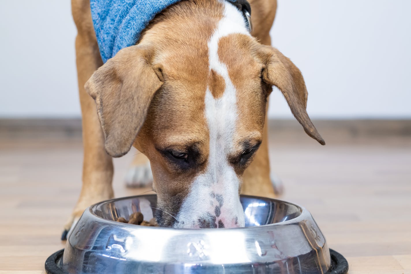 Cute young staffordshire terrier having meal in minimalistic house background