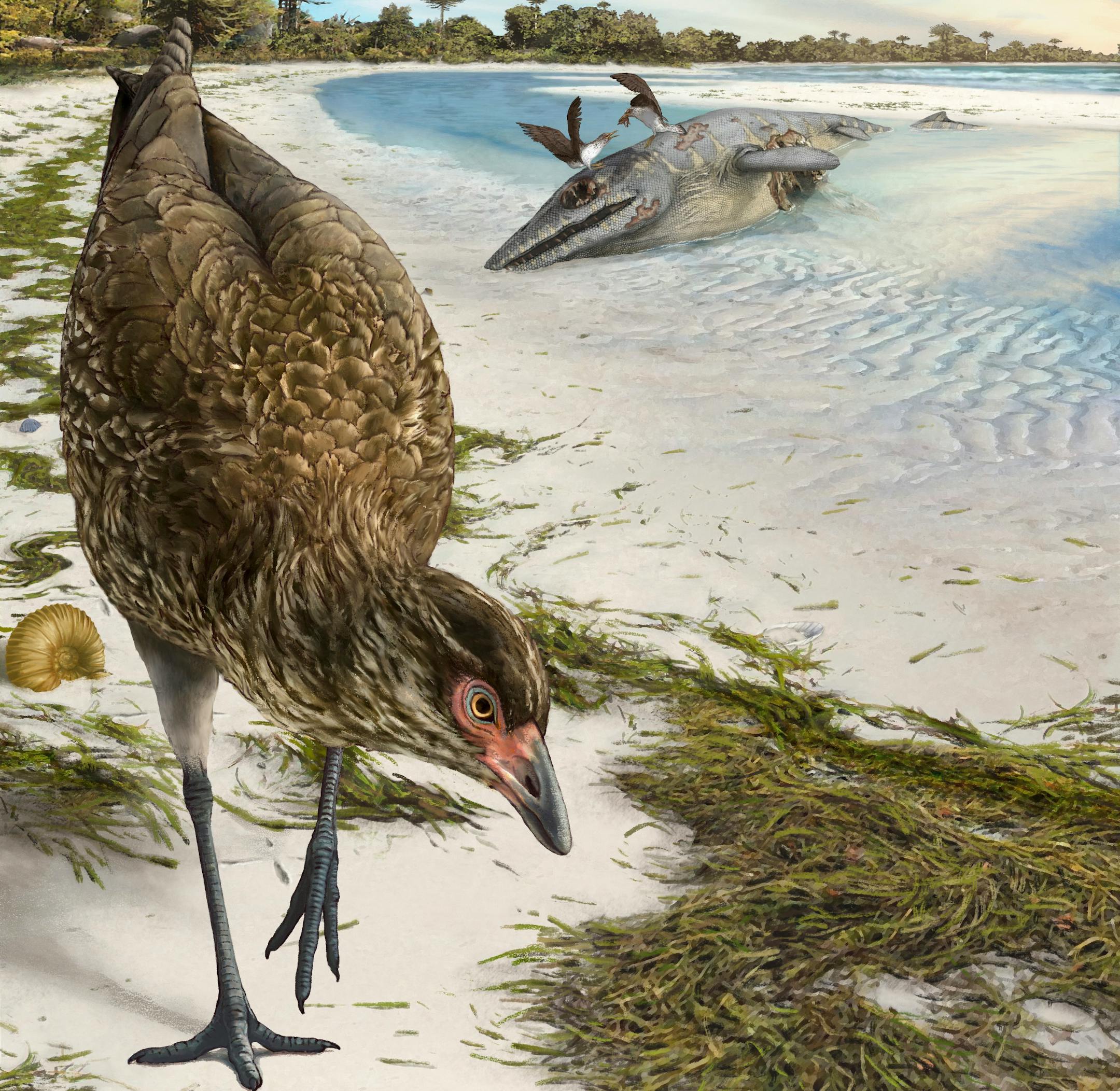 This illustration by Phillip Krzeminski provided by researchers in March 2020 shows the world's oldest modern bird, Asteriornis maastrichtensis, nicknamed the "Wonderchicken," in its original environment. About 66.7 million years ago parts of Belgium were covered by a shallow sea, and conditions were similar to modern tropical beaches like The Bahamas. The animal lived just before the asteroid impact that's blamed for killing off many species, most notably the giant dinosaurs, which suggests the evolution of the family tree for modern-day-birds was in a very early stage when the asteroid struck, says researcher Daniel Field of Cambridge University. (Phillip Krzeminski via AP)