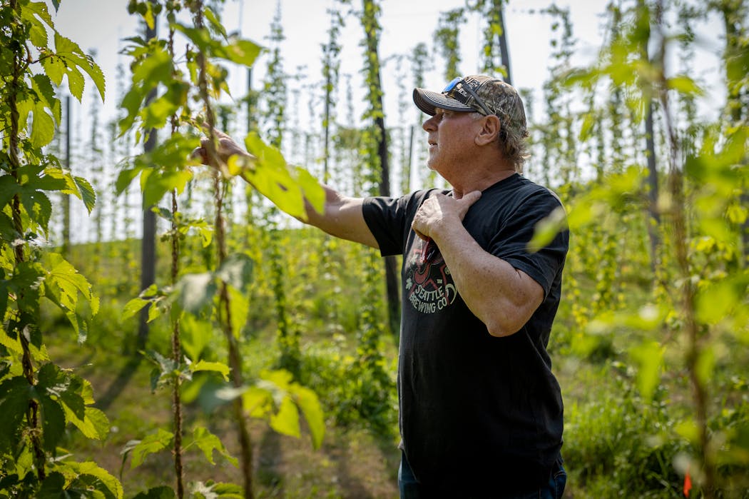 Gladden grows five different species of hops. Last year, Unmapped Brewing in Minnetonka created an IPA from his harvest called “Broken Bat” to celebrate the 30th anniversary of his famous double in Game 7 of the 1991 World Series.