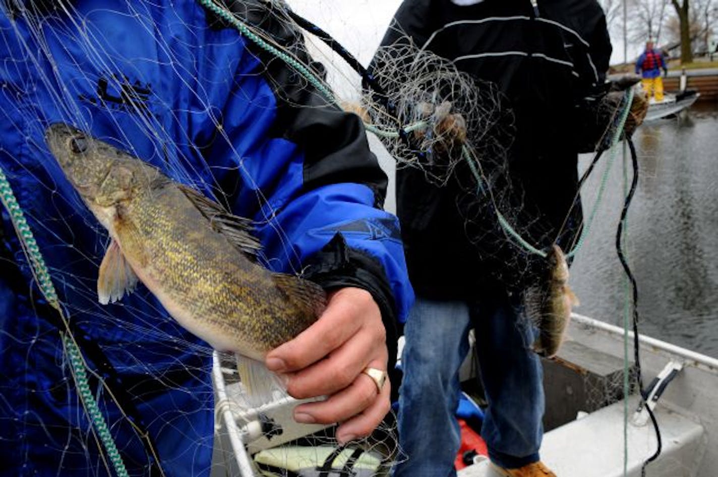 Scenes like this, showing Great Lakes Indian Fish and Wildlife Commission technicians counting and measuring walleyes at Mille Lacs recently, could possibly be repeated across a broader section of northern Minnesota if tribal rights claims by the White Earth and Leech Lake bands are upheld.