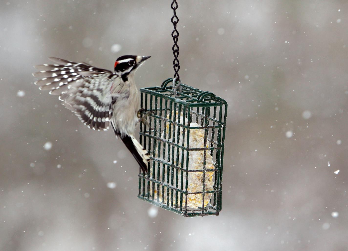 A male downy woodpecker goes for food.