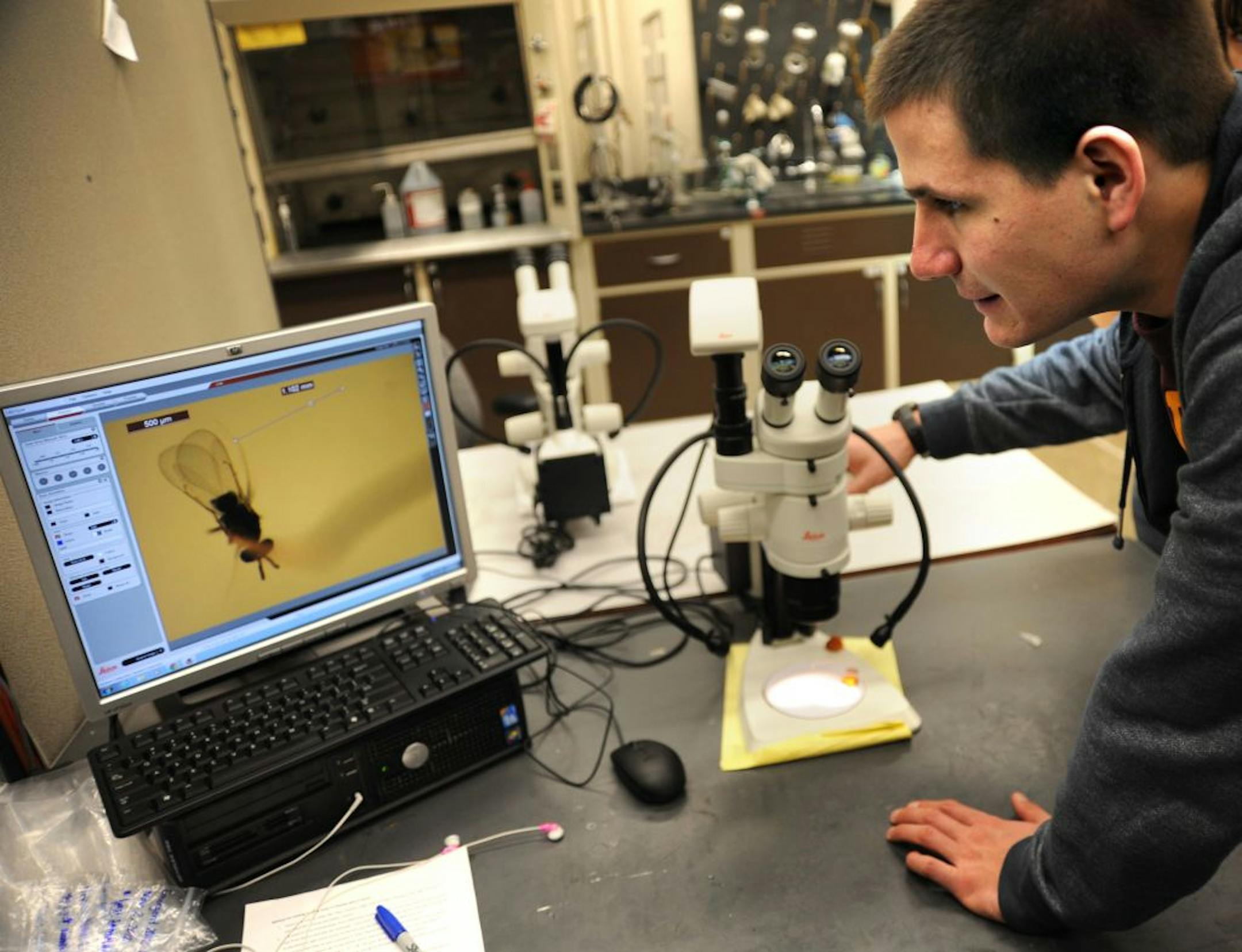 Graduate student Sam Fahrner worked to measure flight patterns of wasps that feed on emerald ash borers and their larvae.