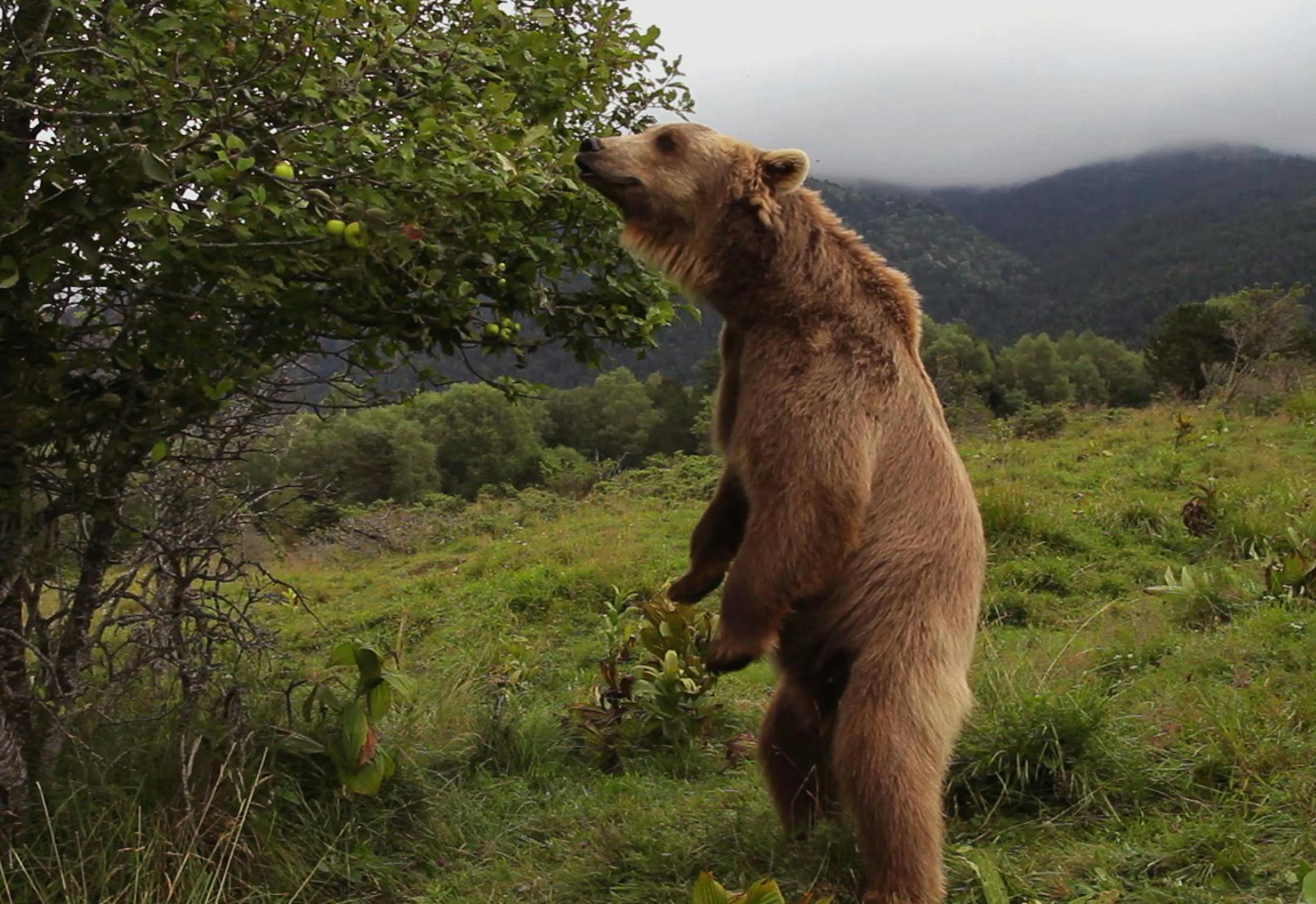 Episode 1. PICTURE SHOWS: BEAR BROWN (Ursus arctos) At the arrival of spring, in the Pyren√©es mountains, this huge solitary beast has one vital need, to devour everything he can get his paws on. From "Wild France" on "Nature" ORG XMIT: ours 4 ¬© BOREÃÅALES