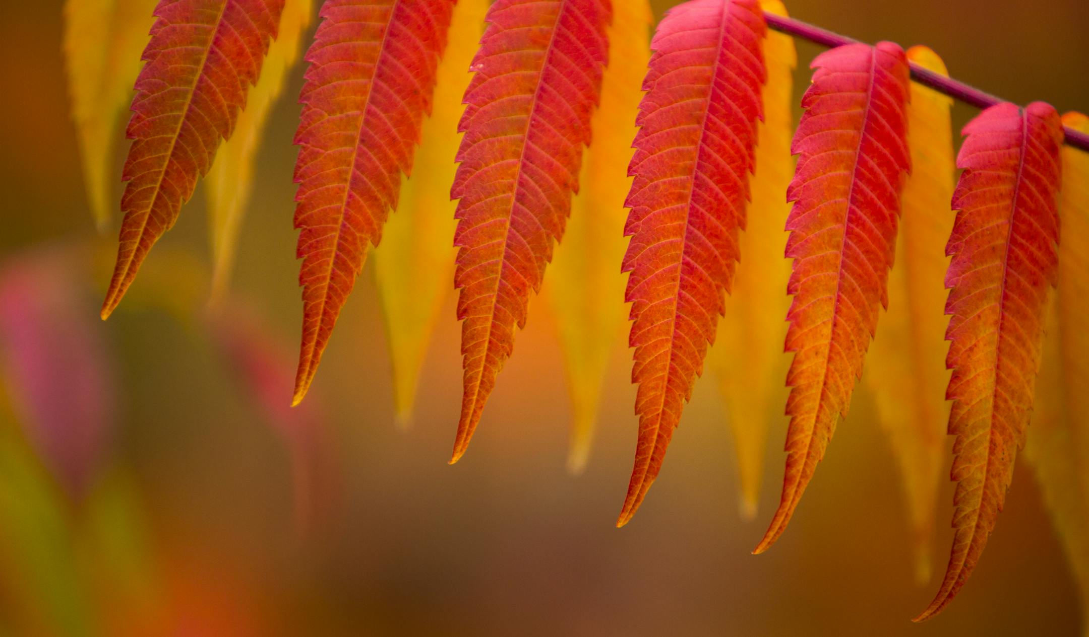 Sumac is one of the first leaves to turn, giving a hint of things to come at Banning State Park.] BRIAN PETERSON ‚Ä¢ brianmpete@comcast.net Banning, MN 09/18/14