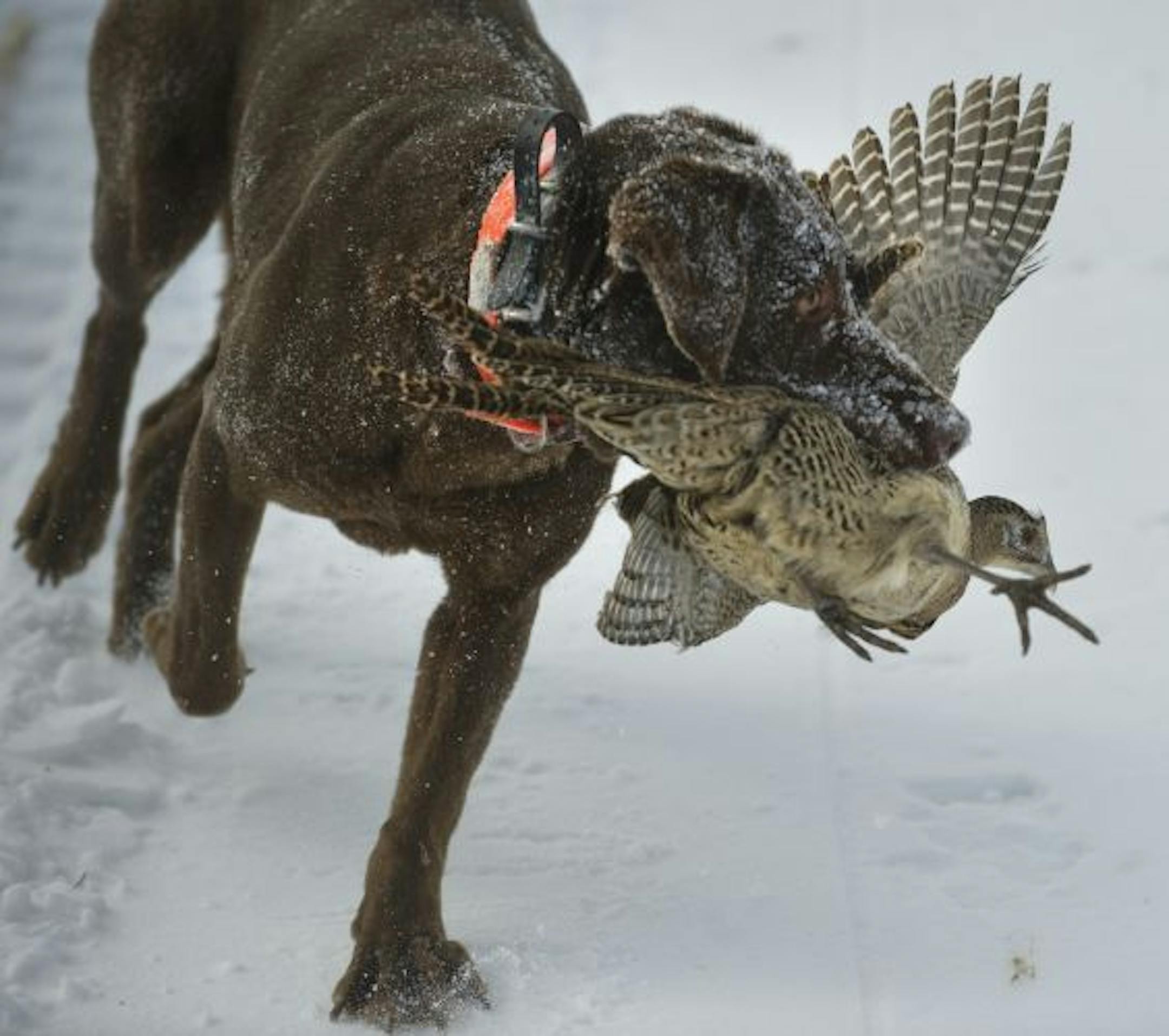 Tinker retrieved a bird.