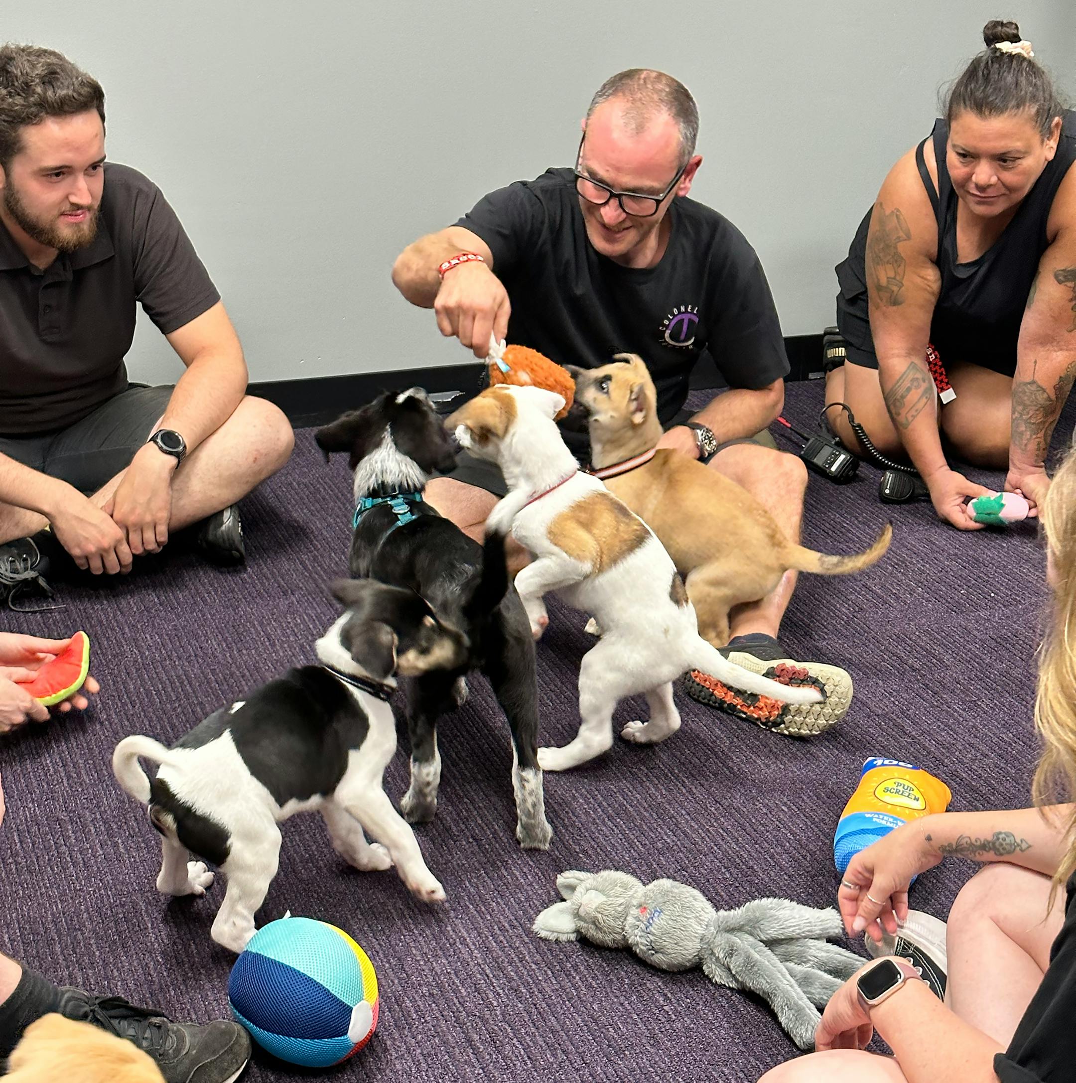 A Minnesota animal rescue group got an unusual request from crew members in town for Ed Sheeran's concert Saturday at U.S. Bank Stadium. They wanted to play with puppies. The concert workers sent a message to Princeton-based Ruff Start Rescue asking the non-profit if it could help put together a puppy party to help crew members relax before the concert.