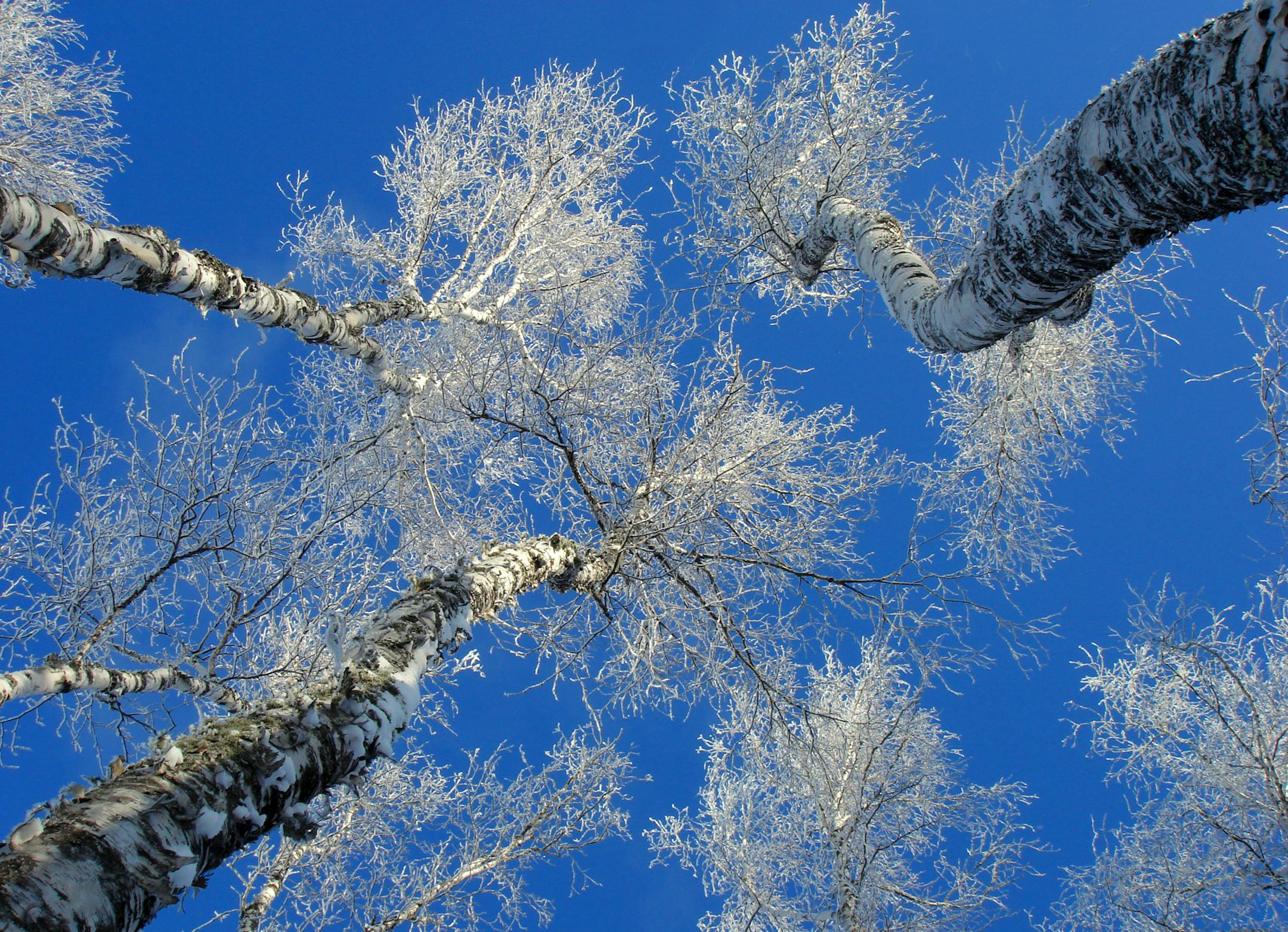 Frosted Birch trees reach for the sky on a bitter cold morning in December. ] Minnesota -State of Wonders, Arrowhead in Winter BRIAN PETERSON ‚Ä¢ brian.peterson@startribune.com Grand Marais, MN 2/14/2014