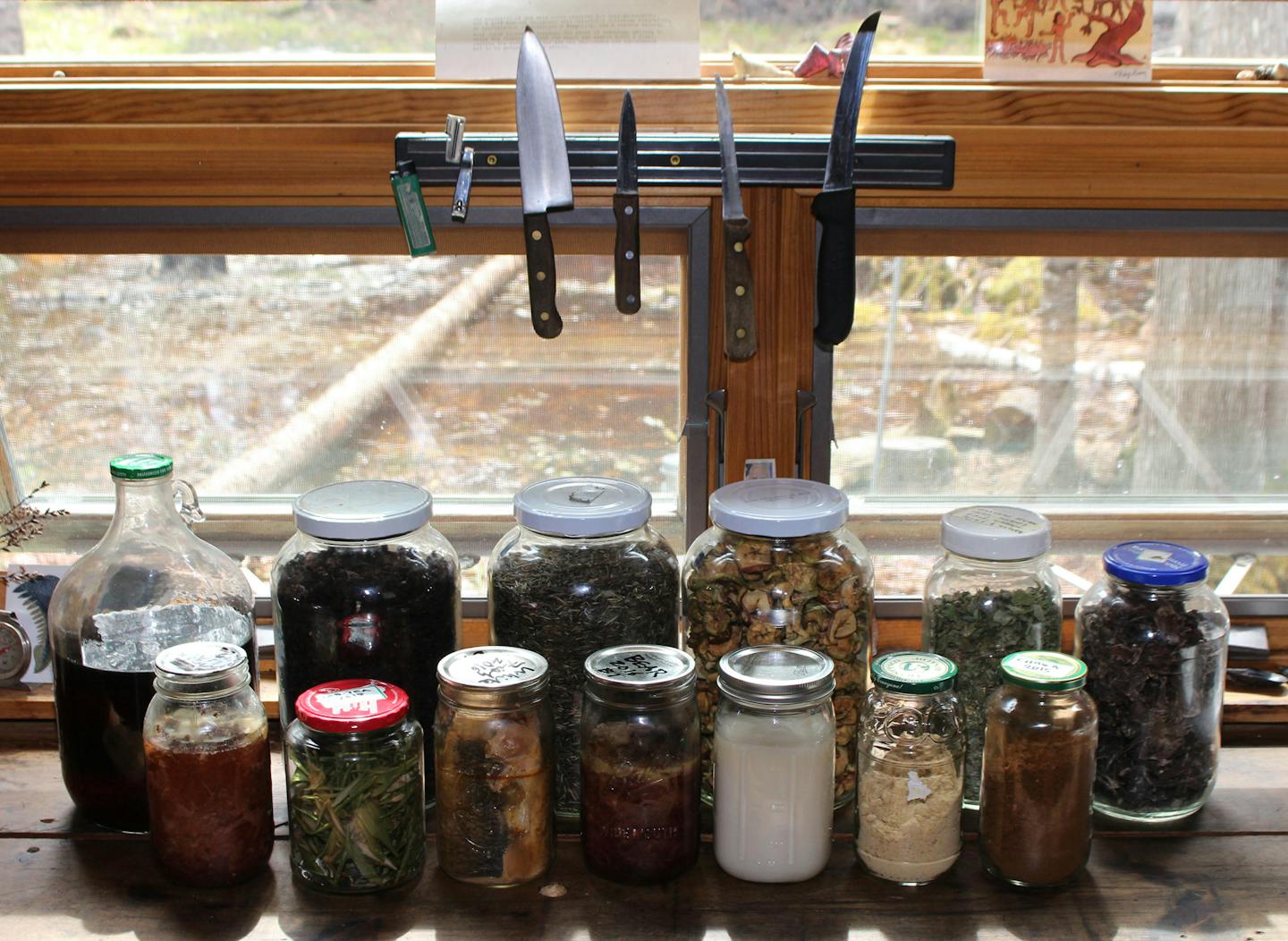 Canning and jarring help preserve wild foods shown here: maple syrup; Juneberry leather; wild rice; dried apples; raspberry and strawberry leaves for tea; venison jerky; canned venison, bear and whitefish; Labrador tea leaves; bear fat; maple sugar; and dried/ground chaga for tea.