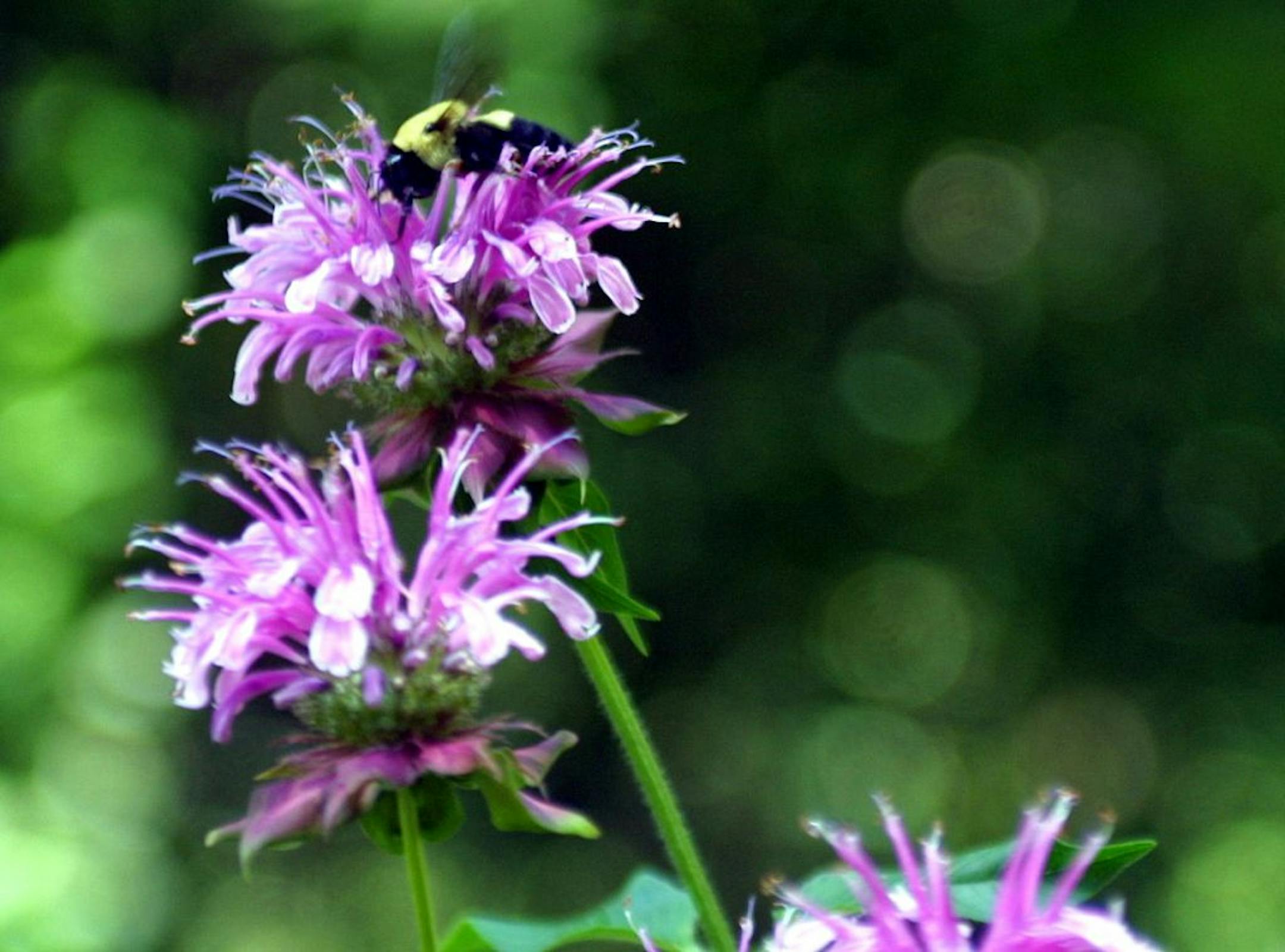 bees gather honey from flowers in sharons garden and butterflies are out when the sun is out....this sunny day bees were in full swing and monarchs were plentiful.