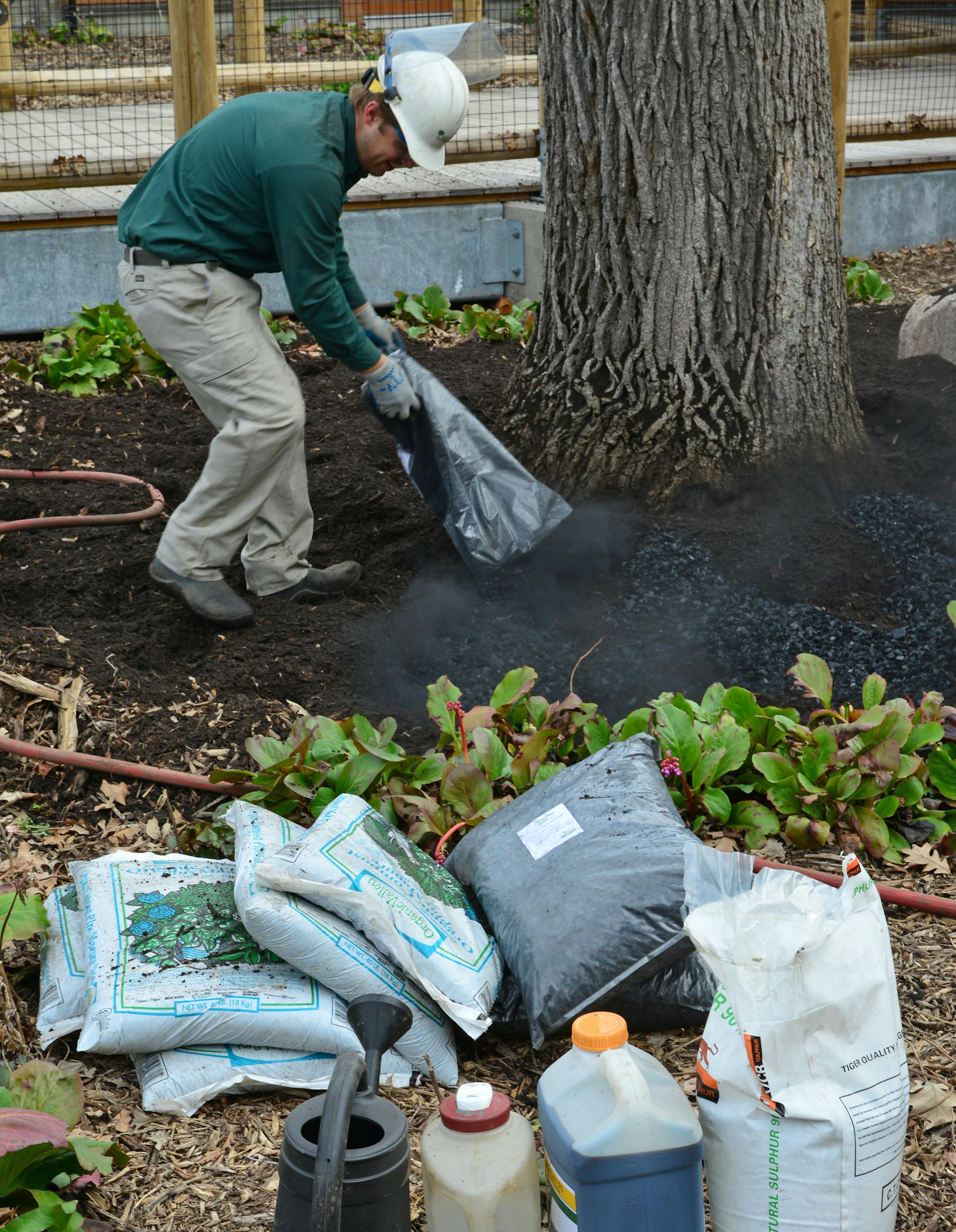 Mike Van Dyken a technician with Bartley Tree Experts poured on the biochar around the collar of the tree. In the foreground is the other components to be added to the soil which include sulphur,magnesium,2 different fertilizers and composted manure. ]Bartlett Tree Experts are conducted a demonstration at Como Park Zoo on a new process that uses air tools to loosen compacted soil -- one of the big problems in commercial developments -- without digging trenches and disturbing the roots of existin