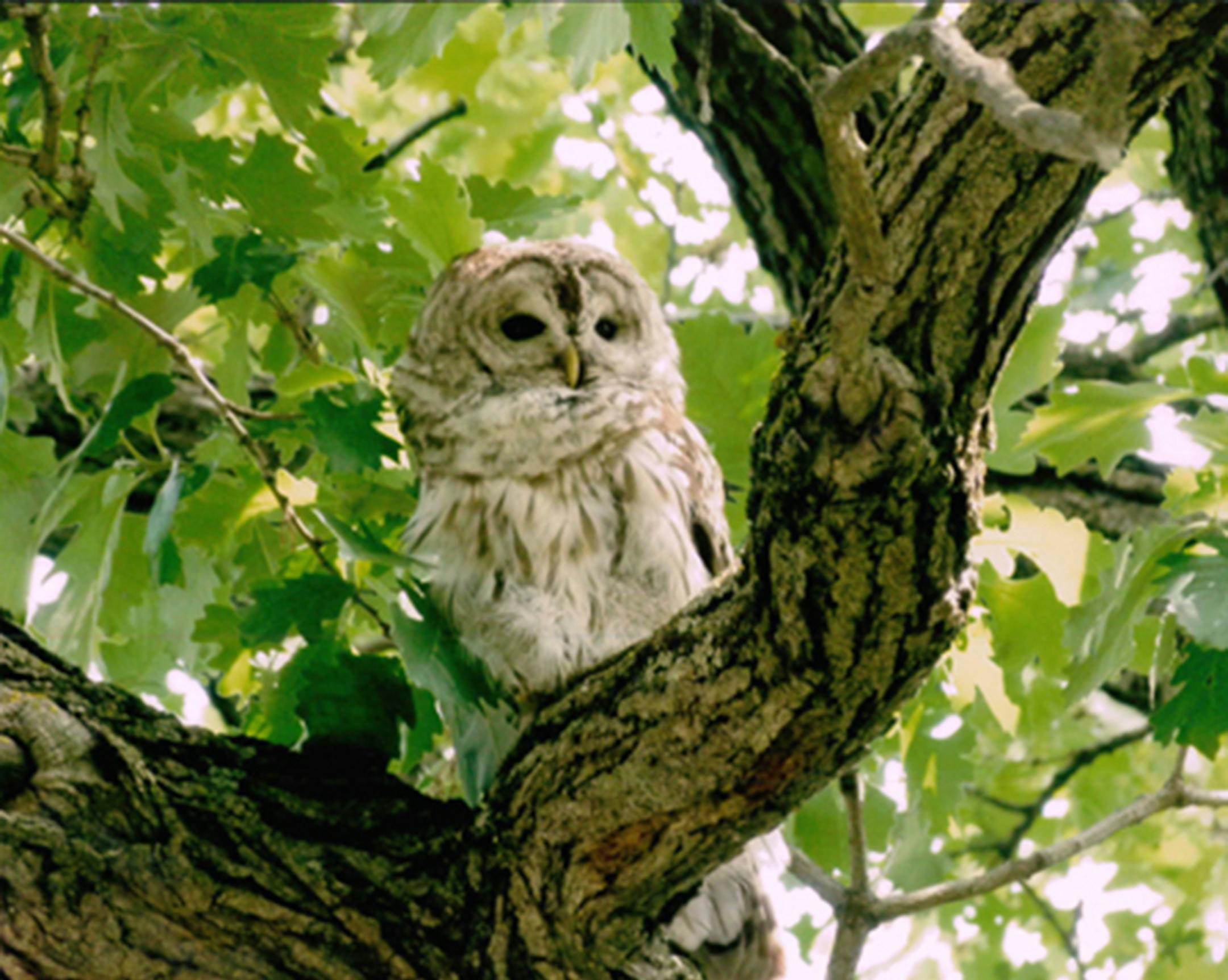 CUTLINE FOR PHOTO CONTEST Esther Warkentin, photo submitted to Coon Rapids Arts Commission Photo Contest A WINNING POSE ‚ÄúWisdom Resting,‚Äù a photo by Esther Warkentin, took first place in this year‚Äôs Coon Rapids Arts Commission Photo Contest. The photo was taken near 1700 99th Av. NW. The contest for amateur photographers took place from July 7 through Sept, with a requirement that all photos be taken in Coon Rapids. Entries were reviewed b
