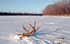 A deer’s demise — with only its head protruding from the ice — was a haunting sight.