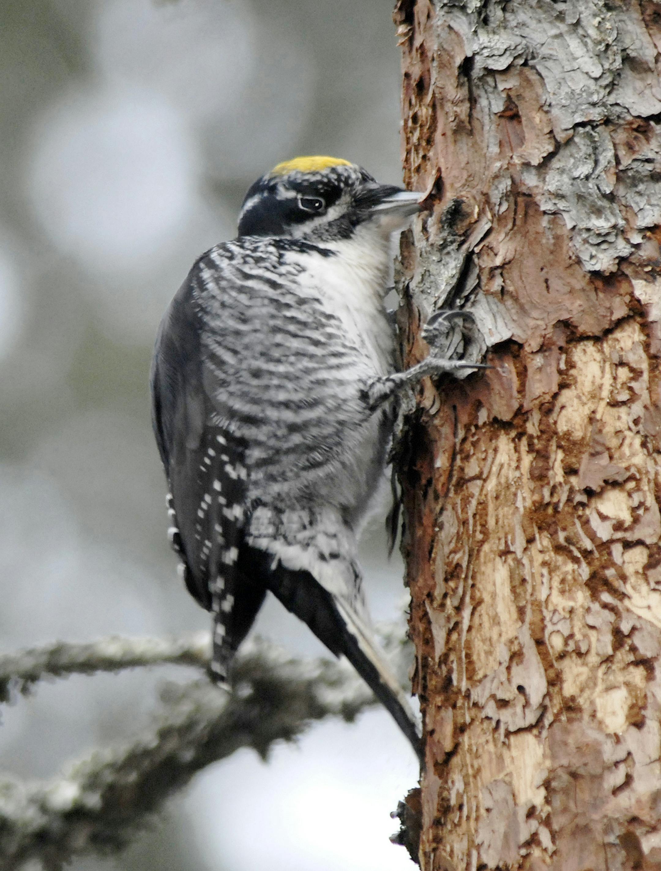 Three-toed woodpeckers pry off flakes of tree bark to find insects.