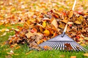 Don't rake those leaves yet, Minneapolis says