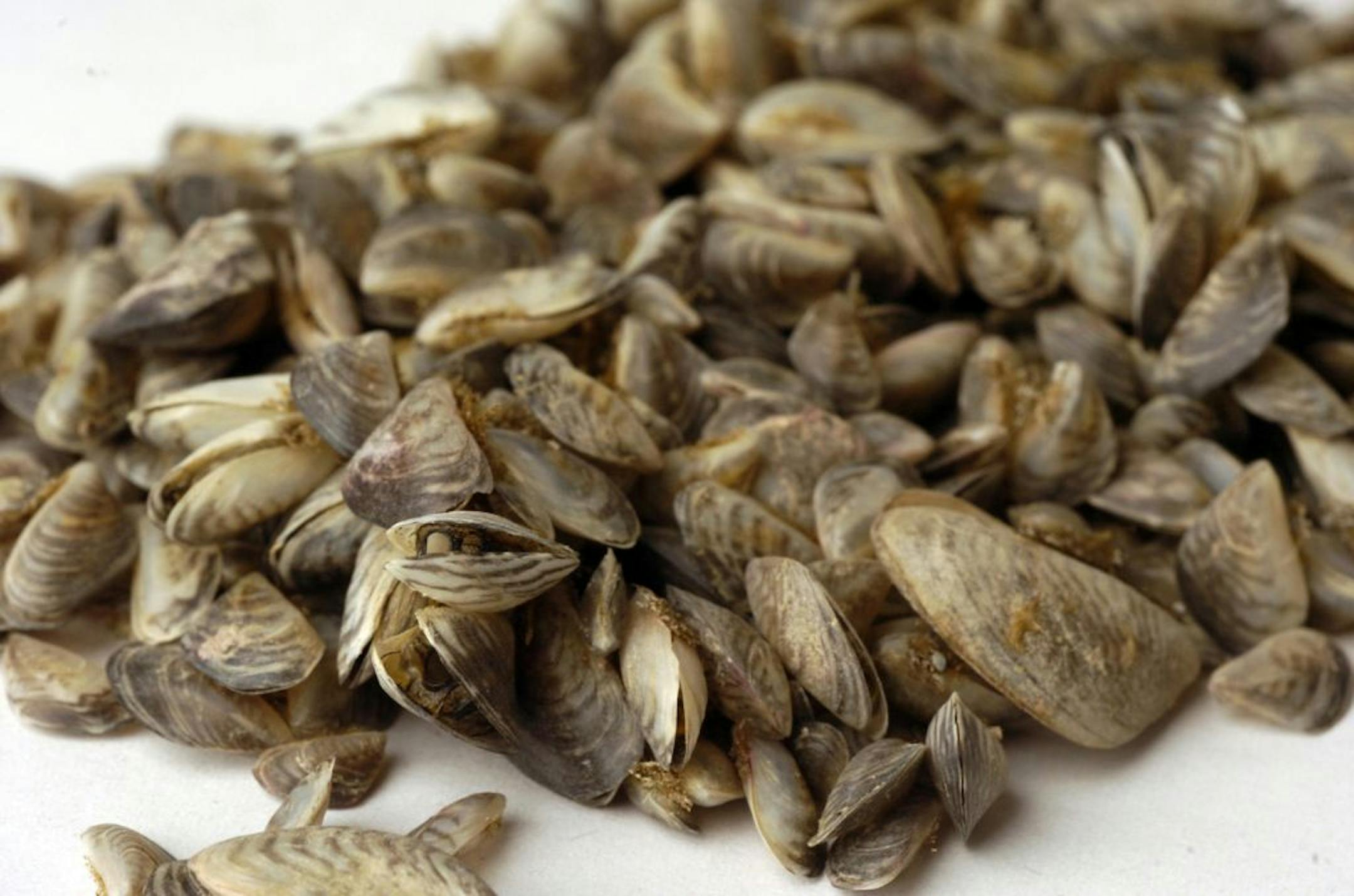 Quaggas and their cousin the zebra mussel are two of the most-feared invasive species in the Pacific Northwest.