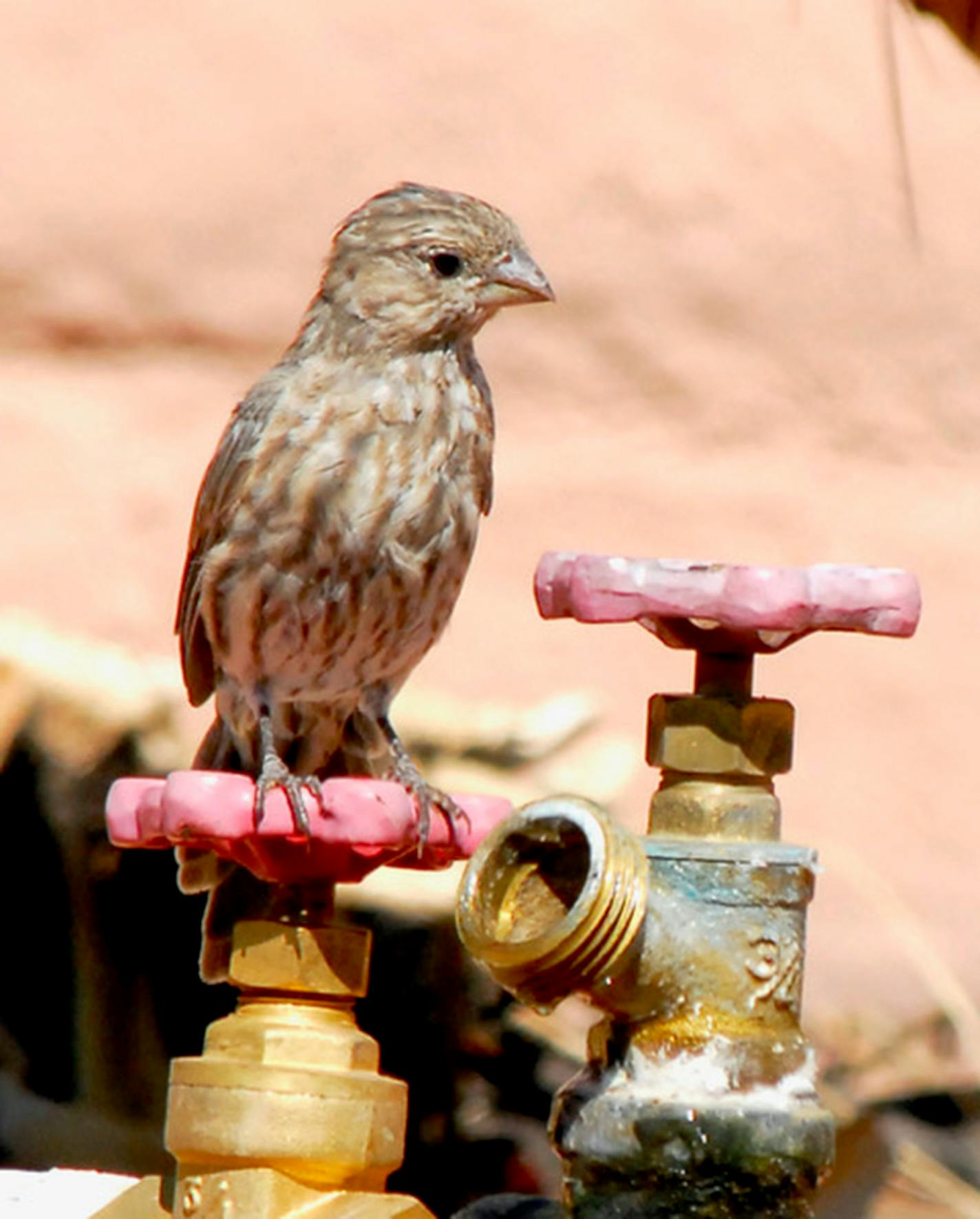 A house finch sits on a faucet. Jim Williams photo