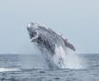 Ryan Benson What struck you about this photo&#x2014;why was it one you wanted to share with us? &#x2022; I took about 100 photos of whales breaching, 