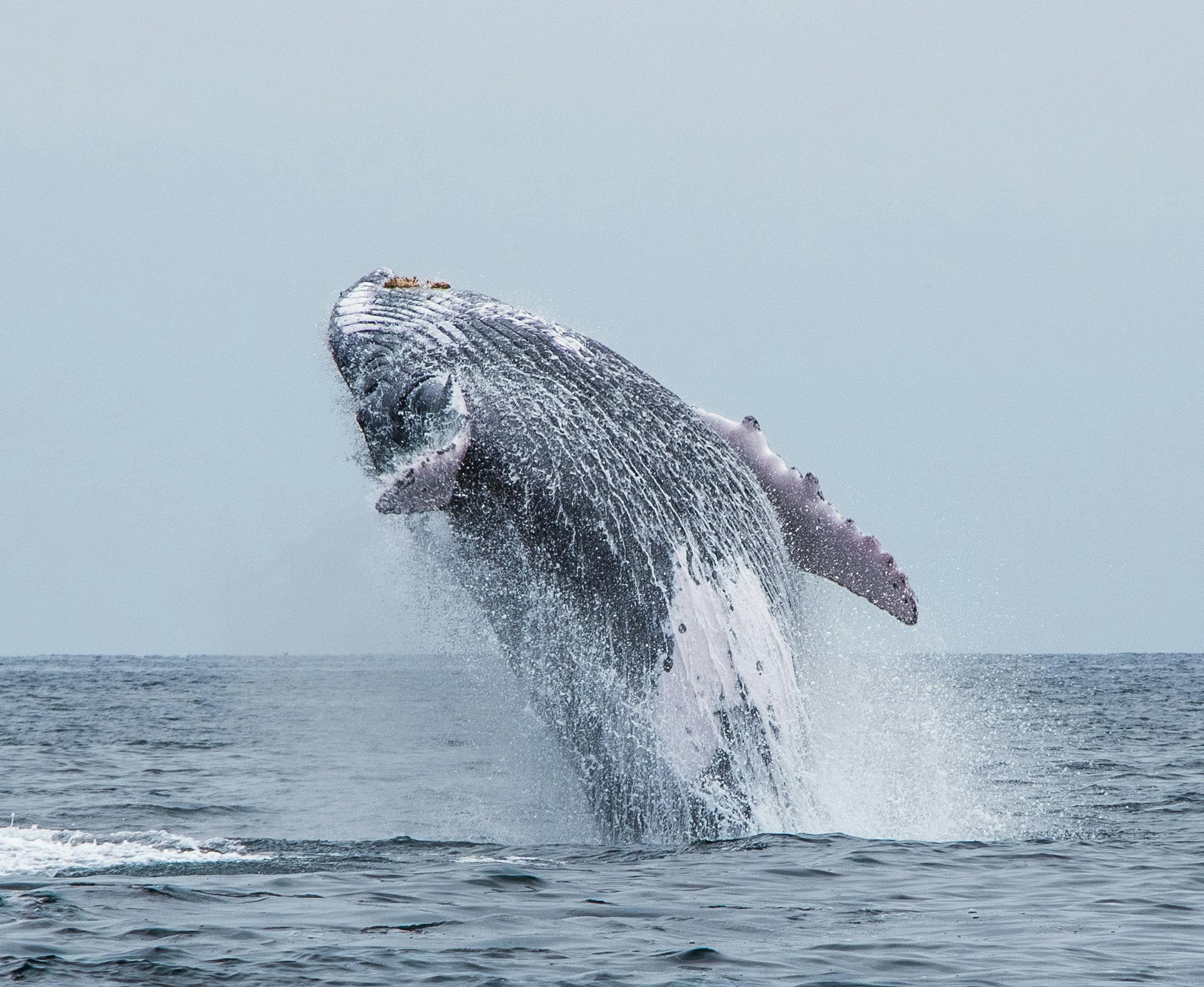 Ryan Benson What struck you about this photo—why was it one you wanted to share with us? • I took about 100 photos of whales breaching, but most of them didn’t turn out. When I saw this one at the end of the day, however, I knew it was getting a frame. • It’s crisp and it captures the peak of the breach, which was the photo I was chasing all morning. • I also like how you can almost feel the humpback’s explosive power when viewing the shot. It rem