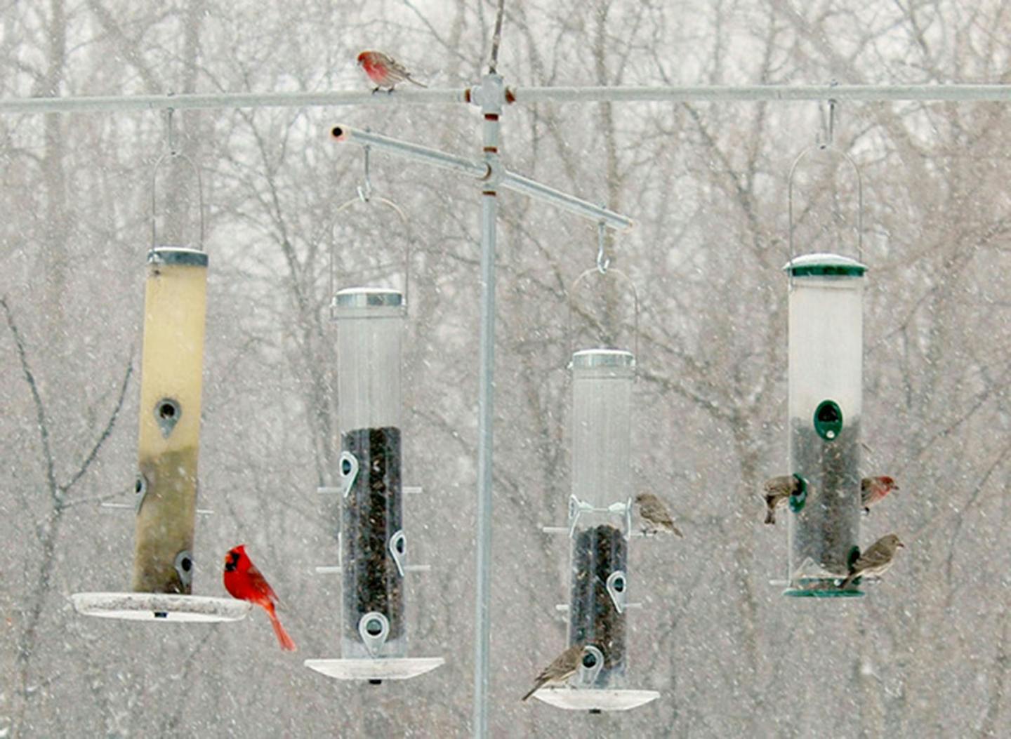 Backyard birds gone AWOL? Here's what's up