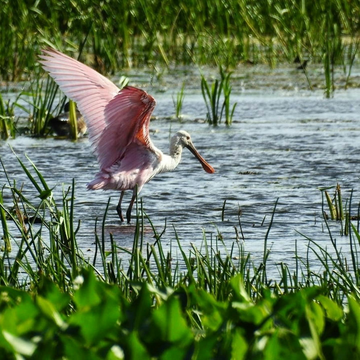 A roseate spoonbill caught in the act in Bloomington. Photo by