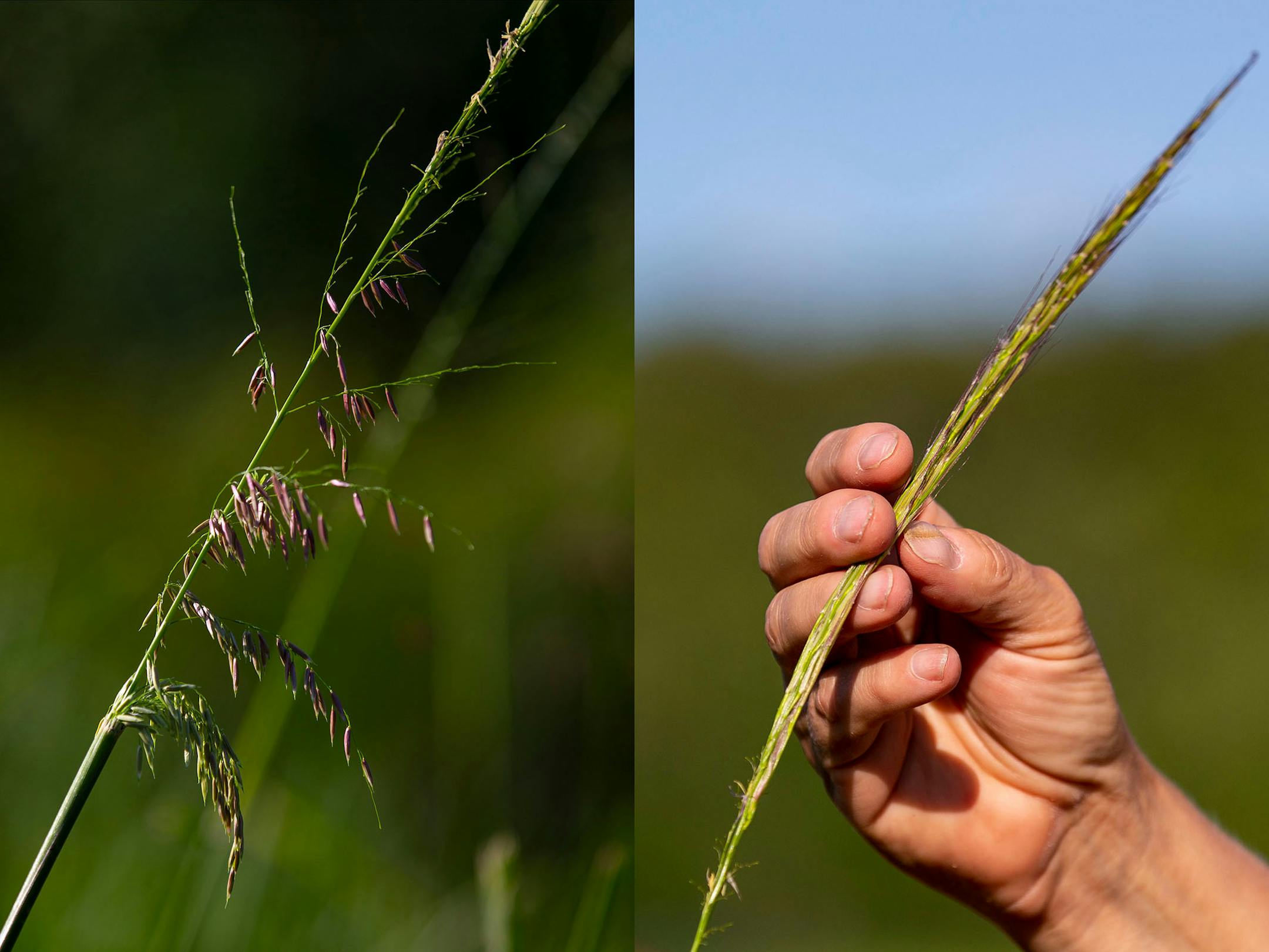A stalk of bloomed wild rice, left, and what Eilers believed to be a partially eaten stalk, right.